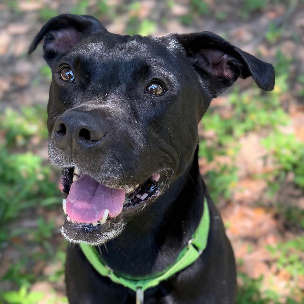 Snape, a Adoptable Mixed Breed in Pensacola, FL image 4/6