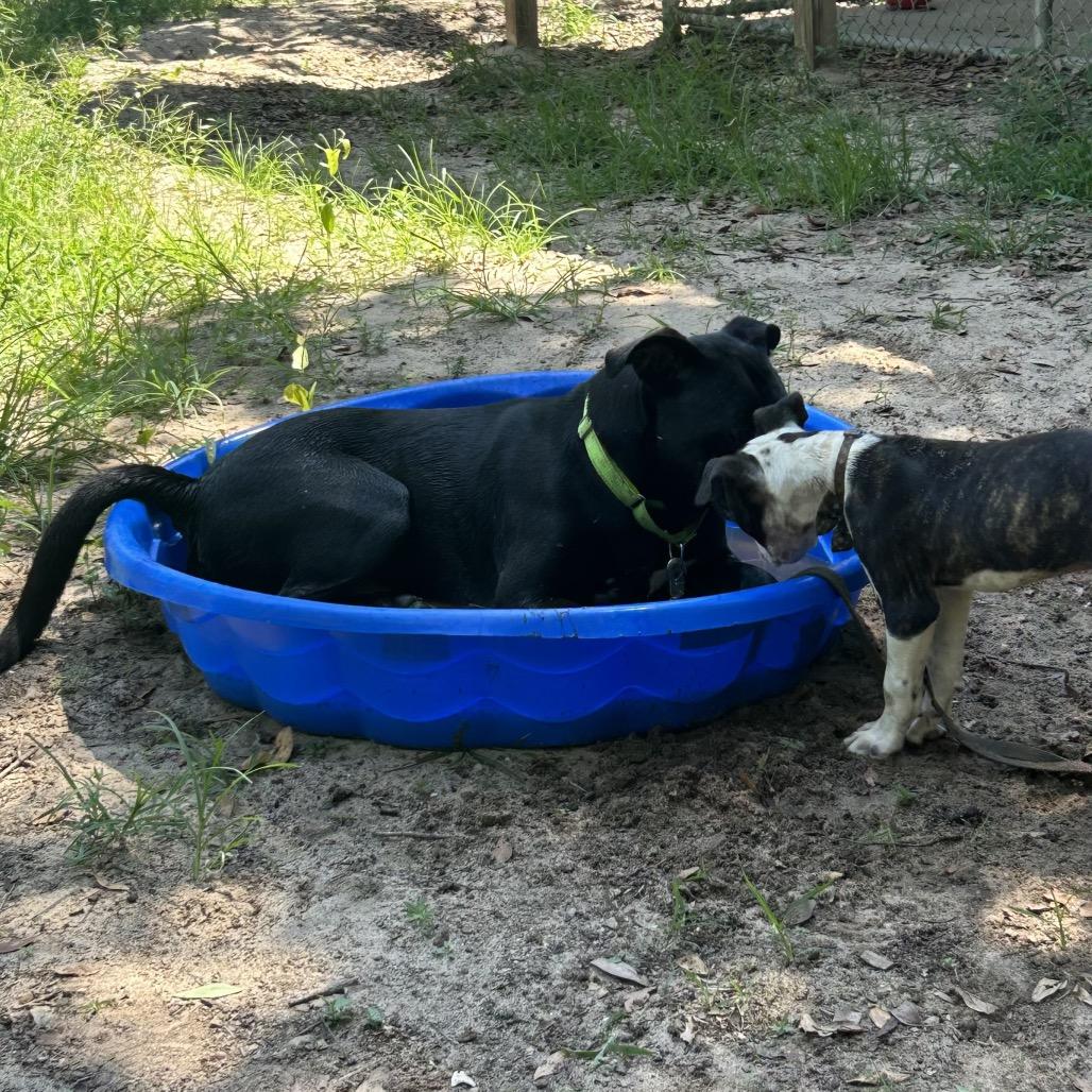 Snape, a Adoptable Mixed Breed in Pensacola, FL image 5/6