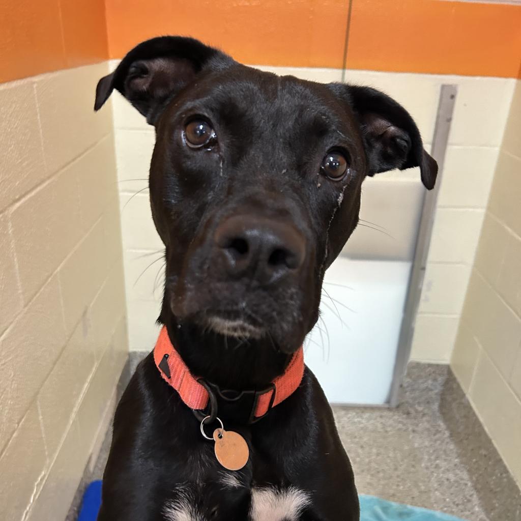 Snape, a Adoptable Mixed Breed in Pensacola, FL image 6/6