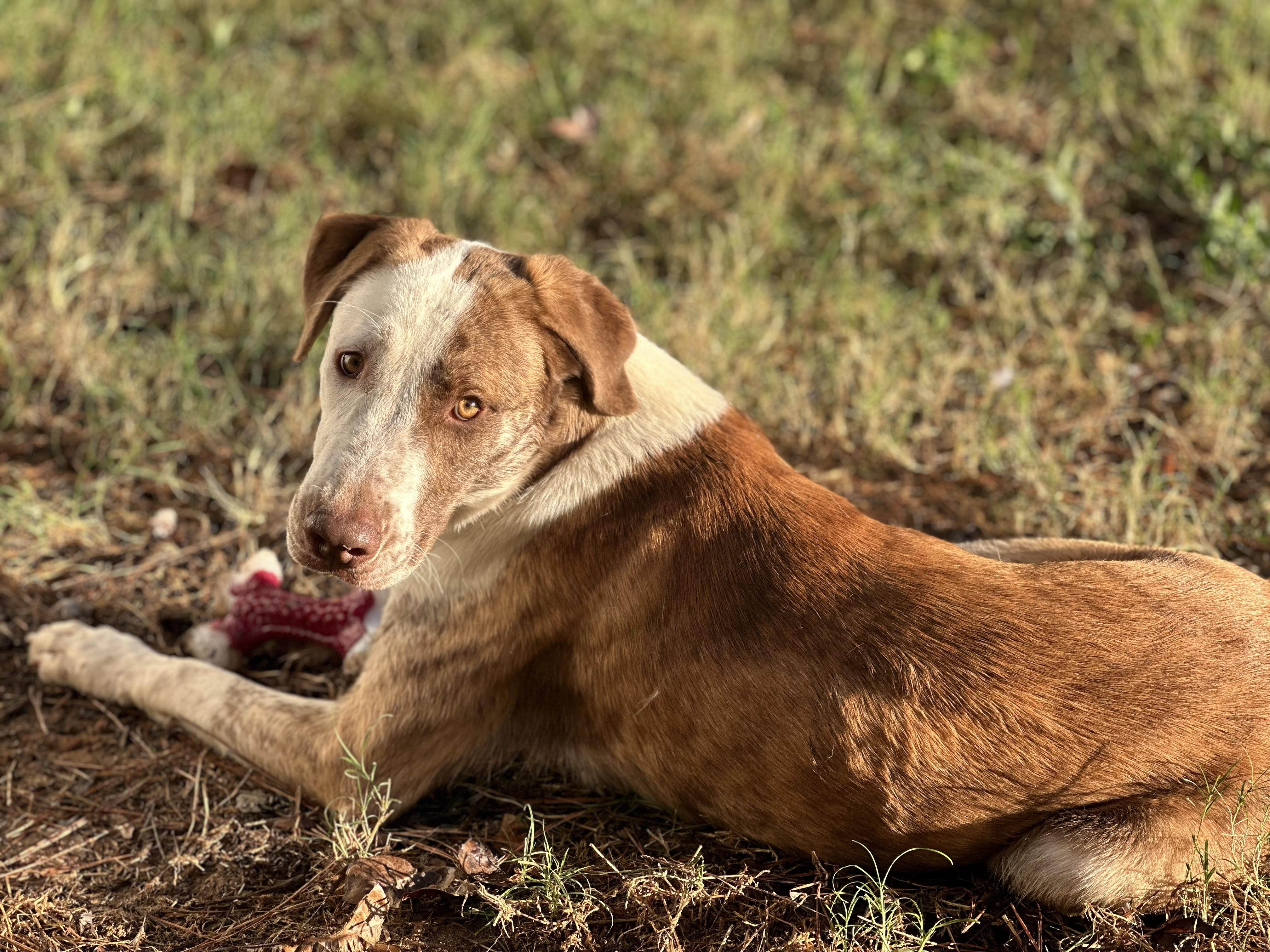 Atlas, a ADOPTABLE mixed breed in Spring, TX image 4/6
