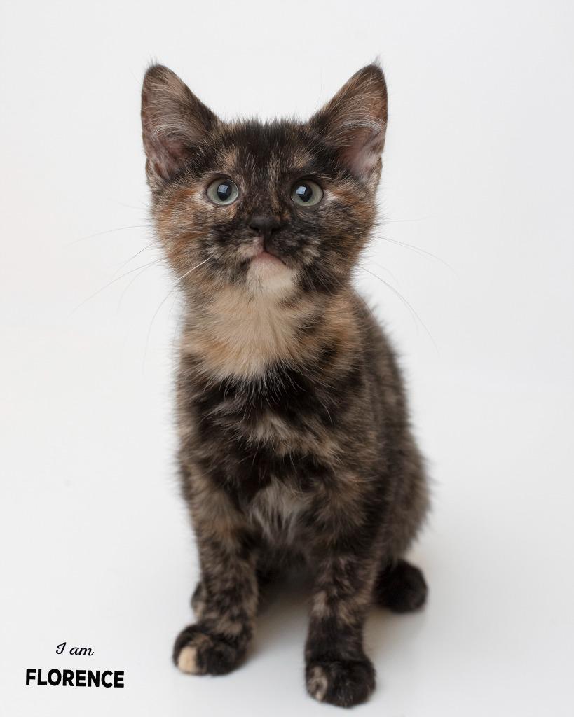 Florence, Adopted, Kitten Female Domestic Short Hair.