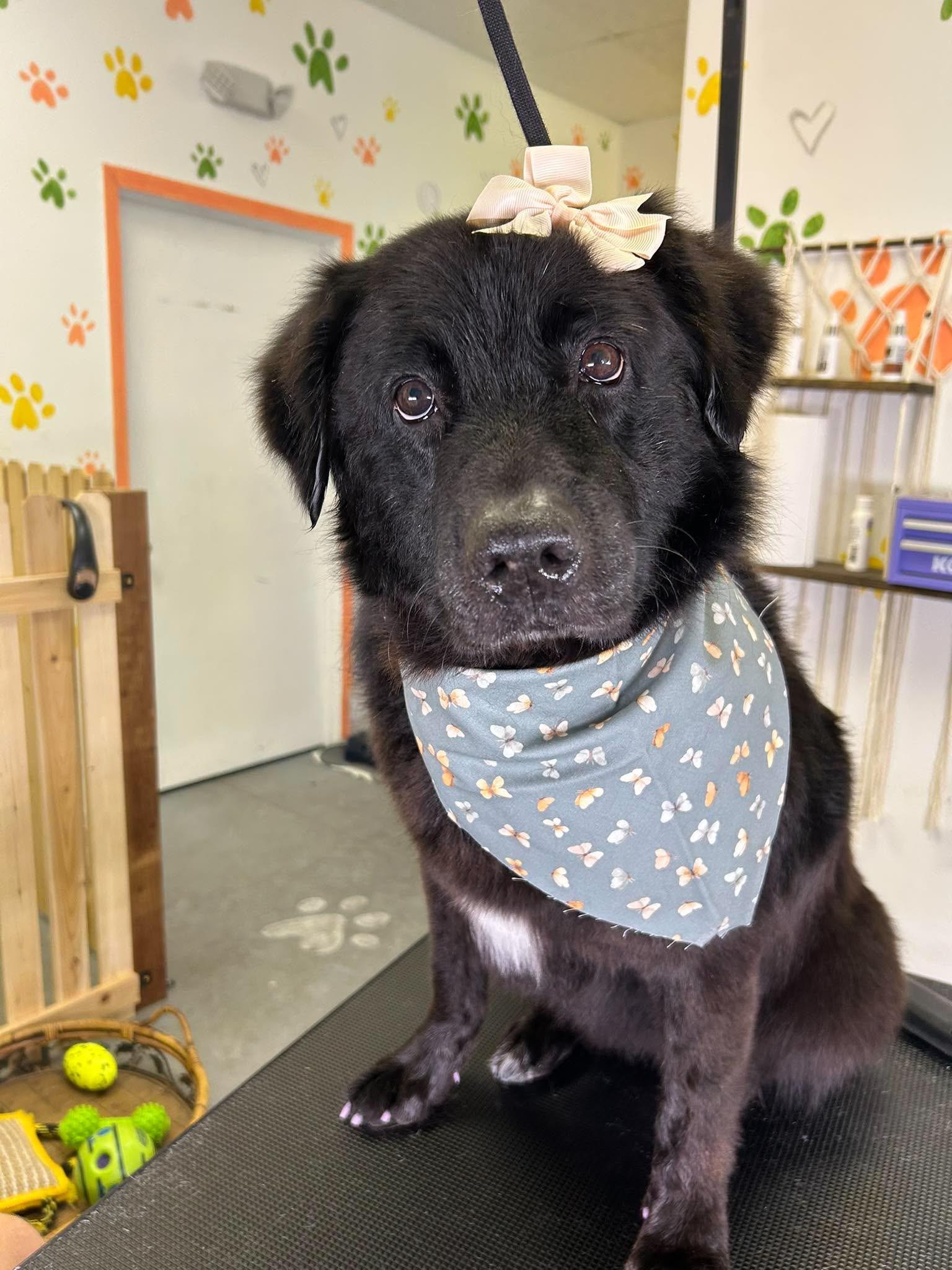 Enlarge Korra, a Adoptable mixed breed in Reeds Spring, MO image 1/2