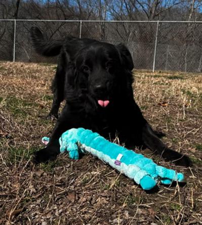 Korra, ADOPTABLE, Adult Female Black Labrador Retriever.