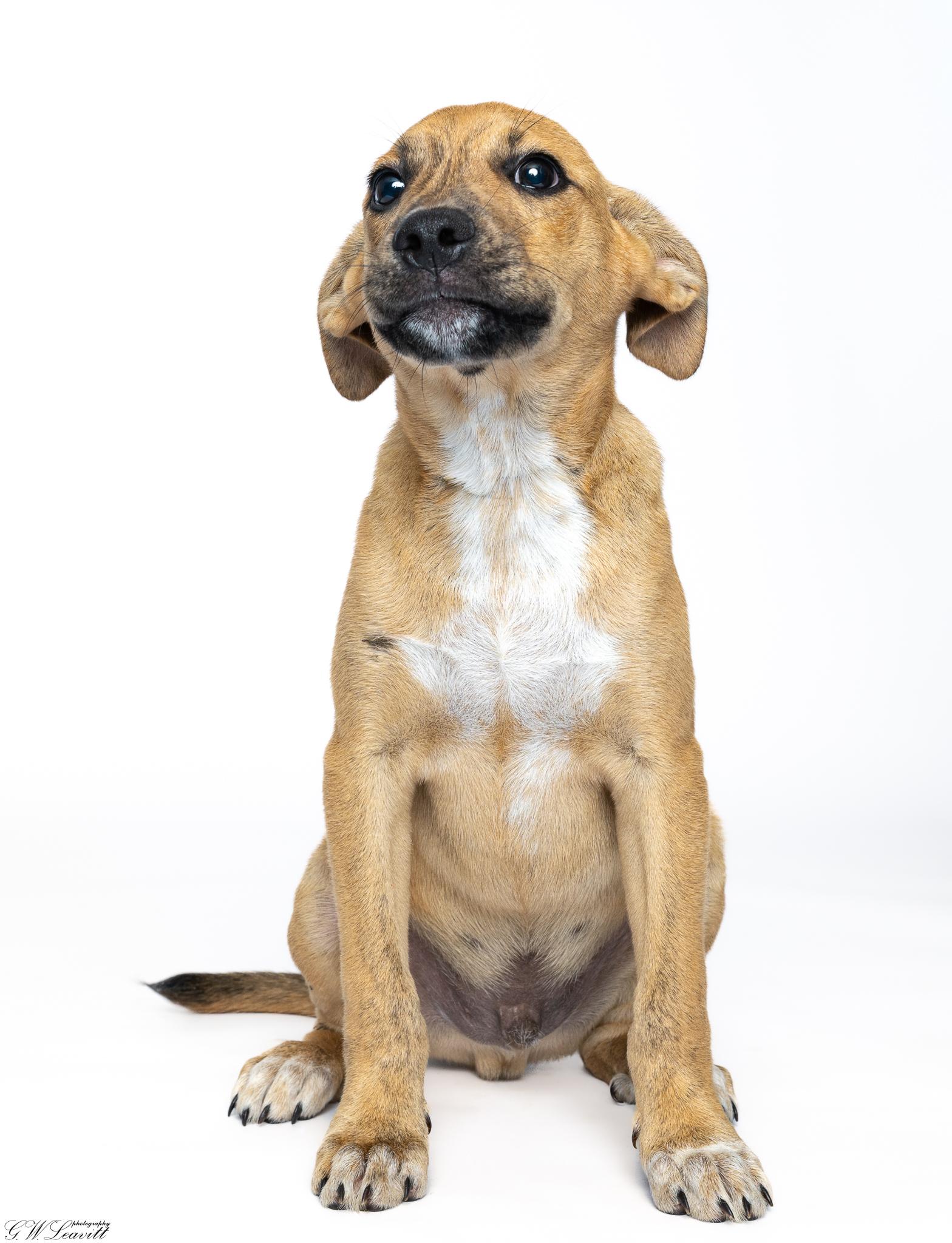 Enlarge Apollo, a Adoptable Mixed Breed in Argyle, NY image 3/6