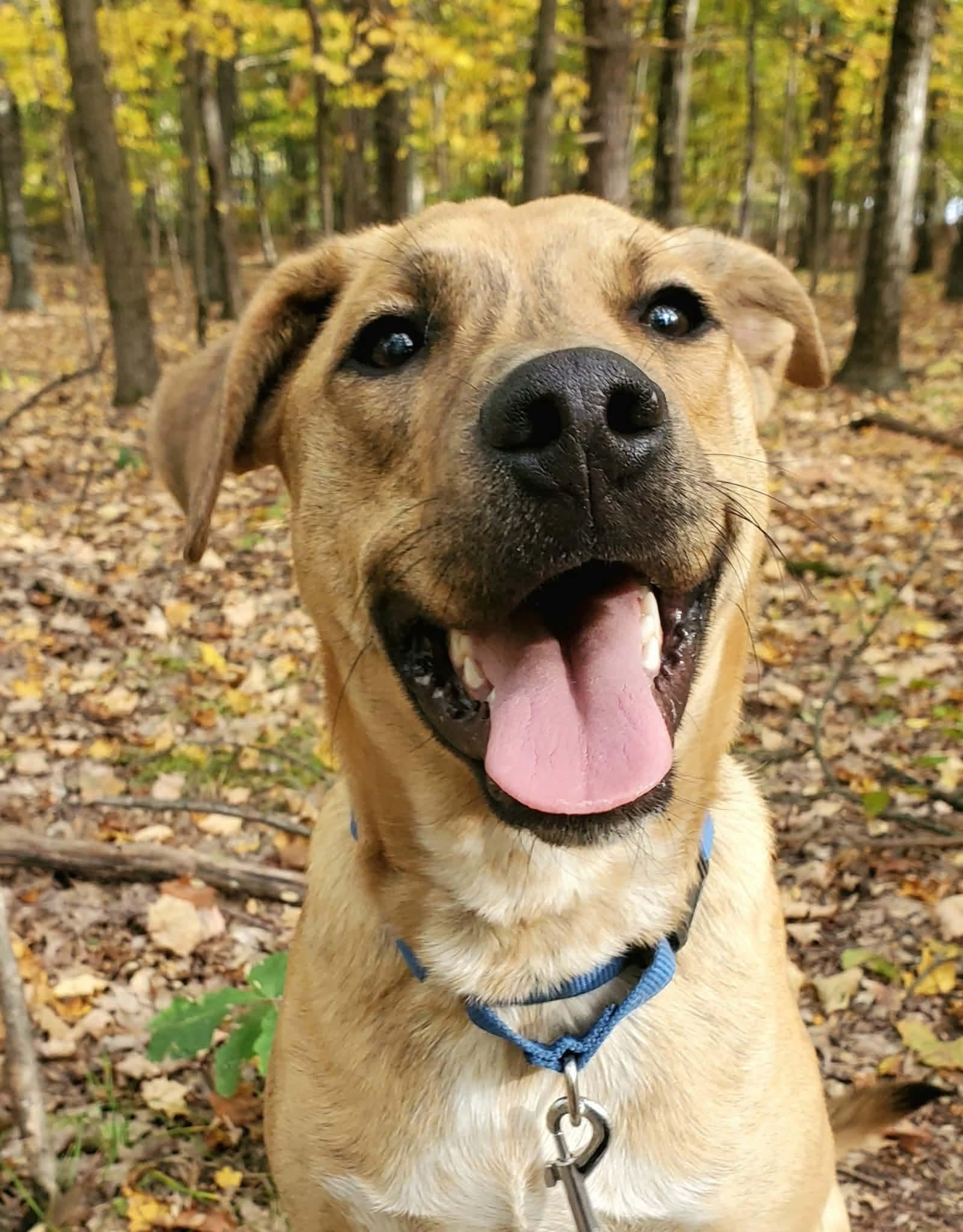 Enlarge Apollo, a Adoptable mixed breed in Argyle, NY image 4/6