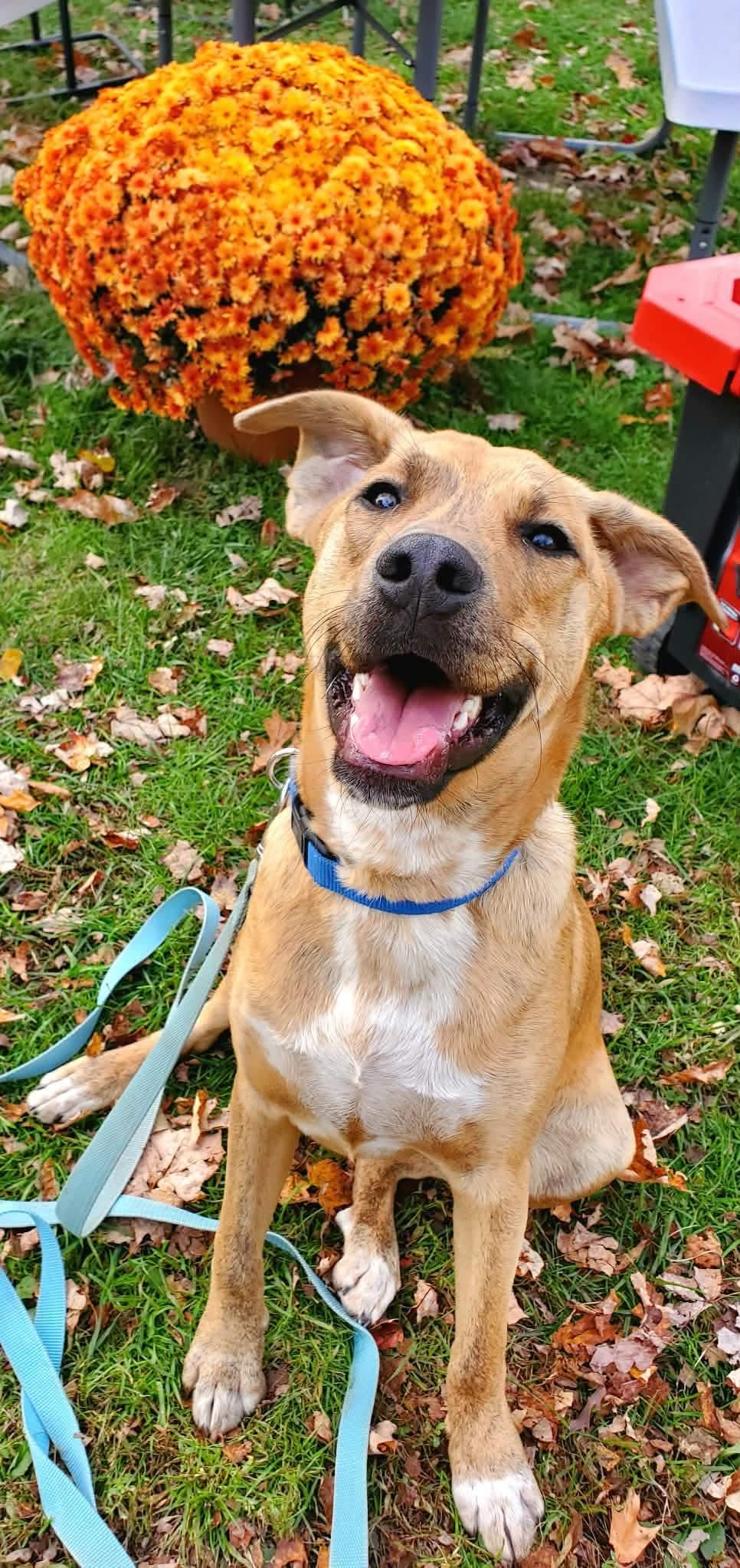 Enlarge Apollo, a Adoptable mixed breed in Argyle, NY image 2/6