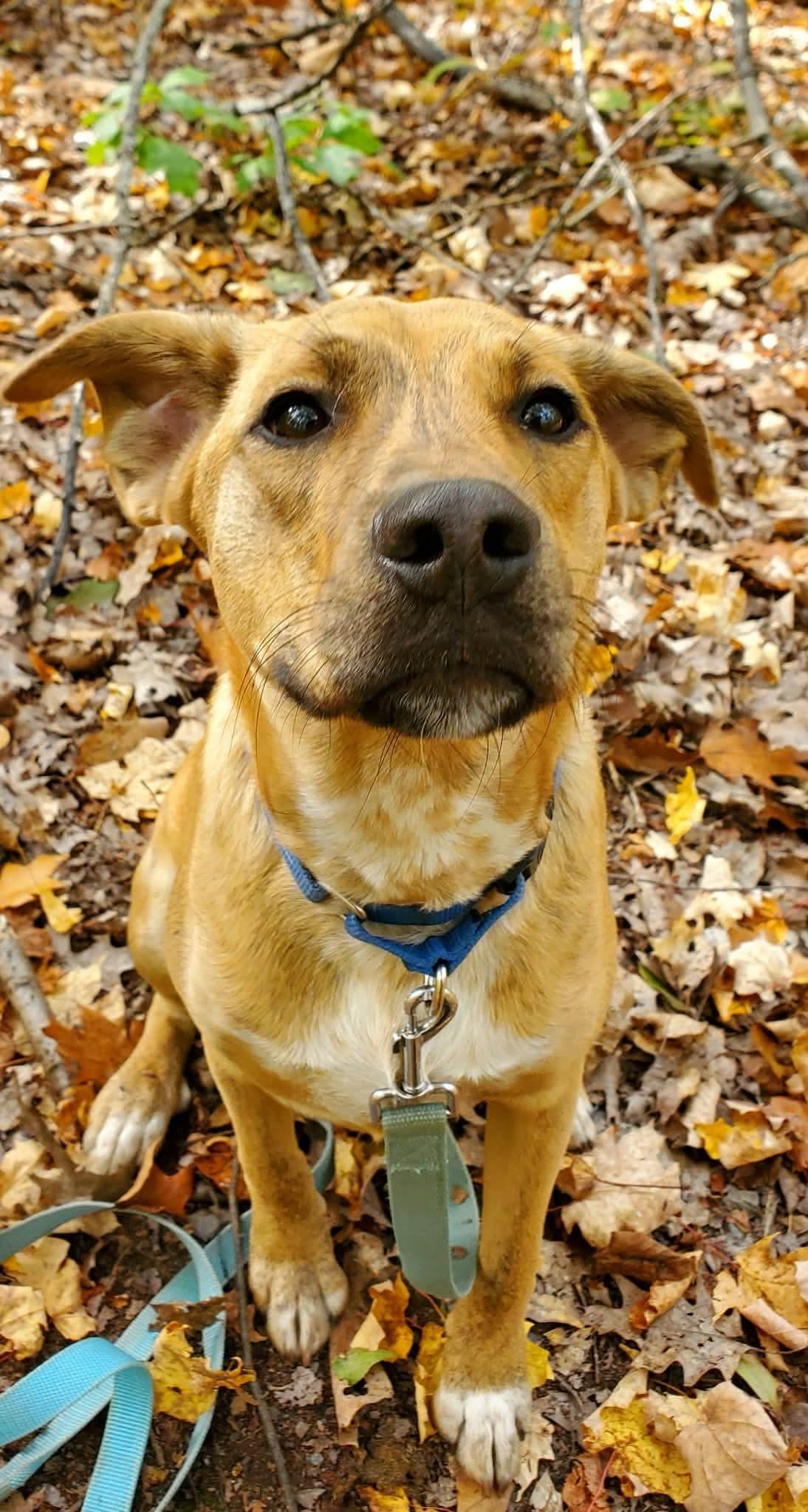 Enlarge Apollo, a Adoptable mixed breed in Argyle, NY image 5/6
