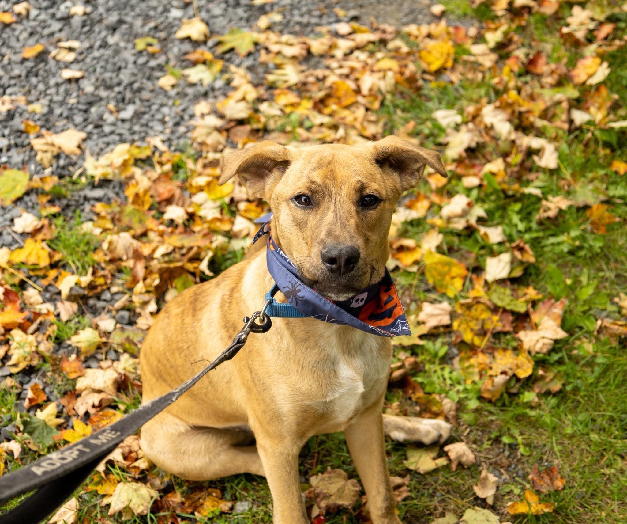 Enlarge Apollo, a Adoptable mixed breed in Argyle, NY image 6/6