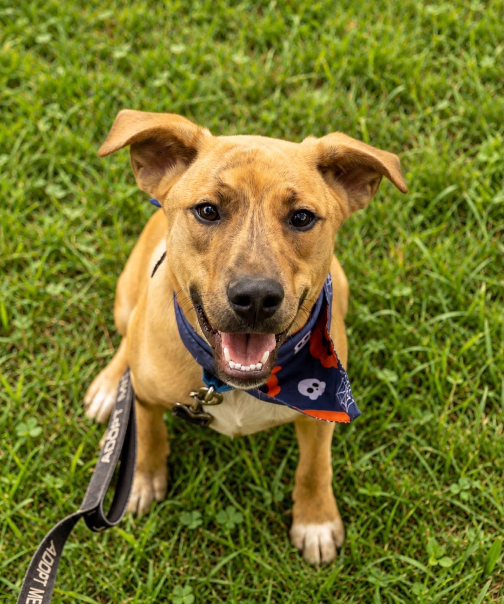 Apollo, Adoptable, Puppy Male Hound.