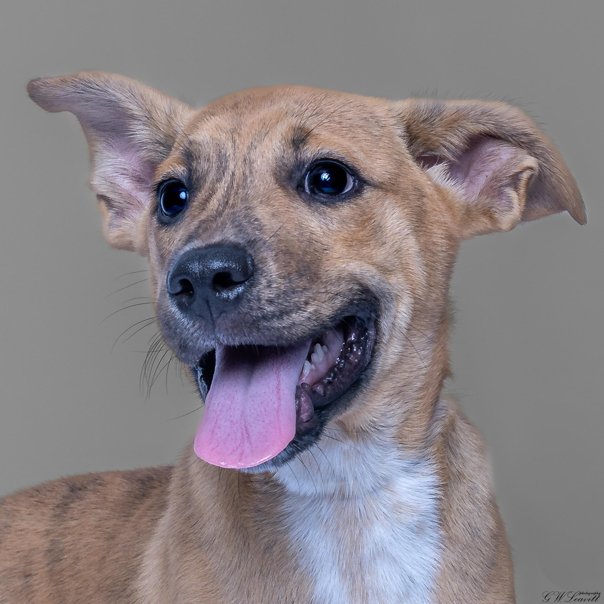 Enlarge Apollo, a Adoptable Mixed Breed in Argyle, NY image 4/6