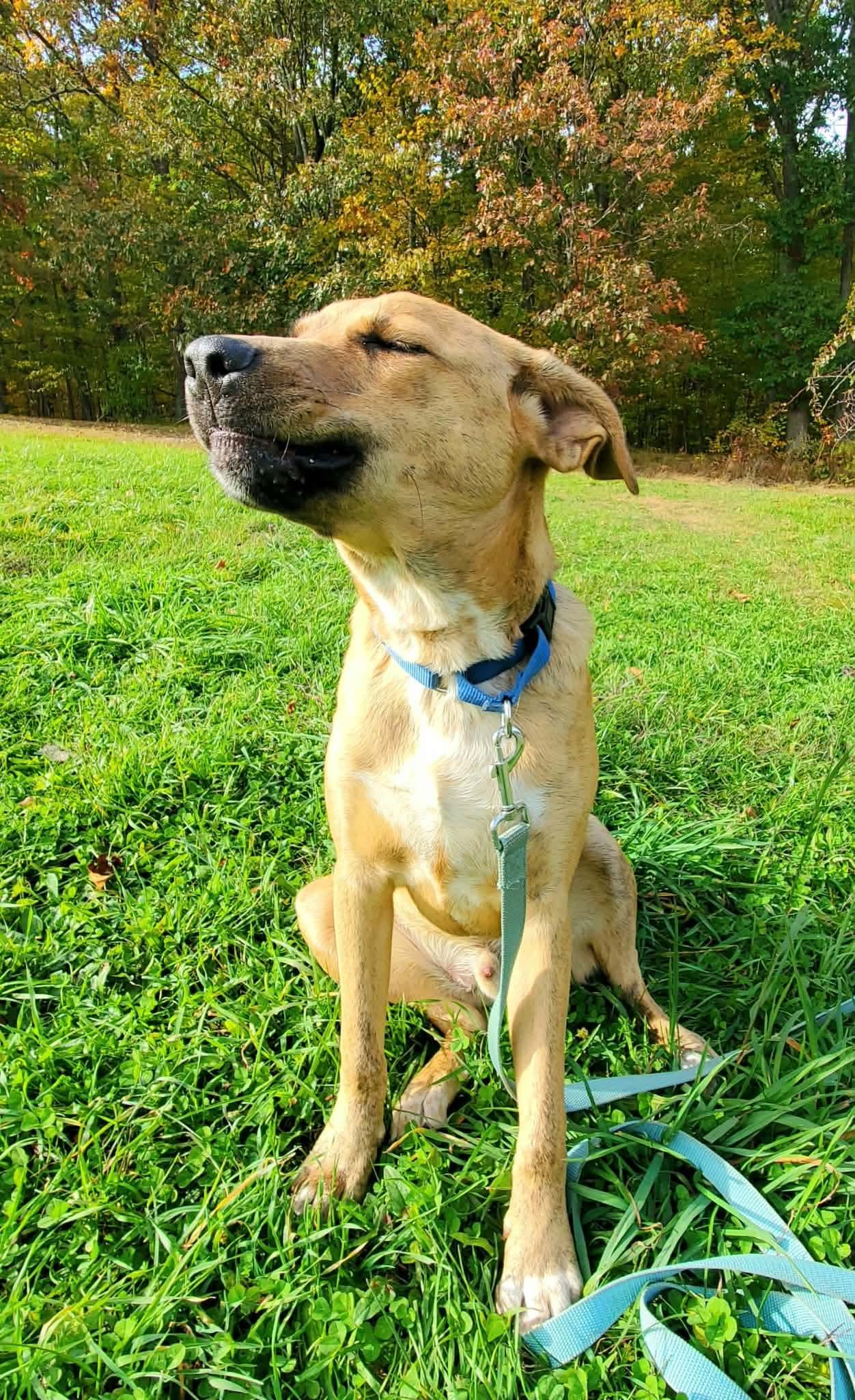 Enlarge Apollo, a Adoptable mixed breed in Argyle, NY image 3/6