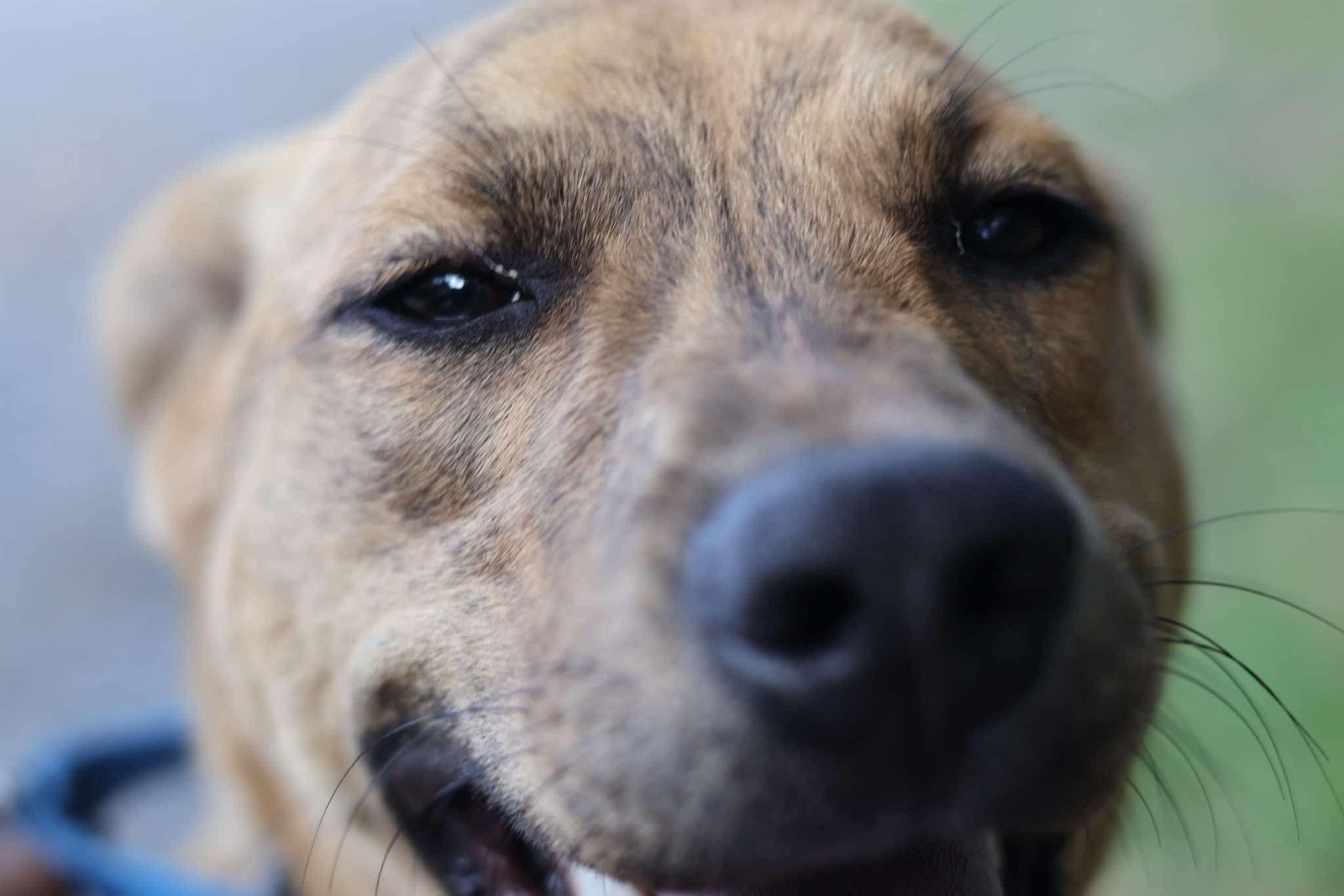 Enlarge Apollo, a Adoptable mixed breed in Argyle, NY image 5/6