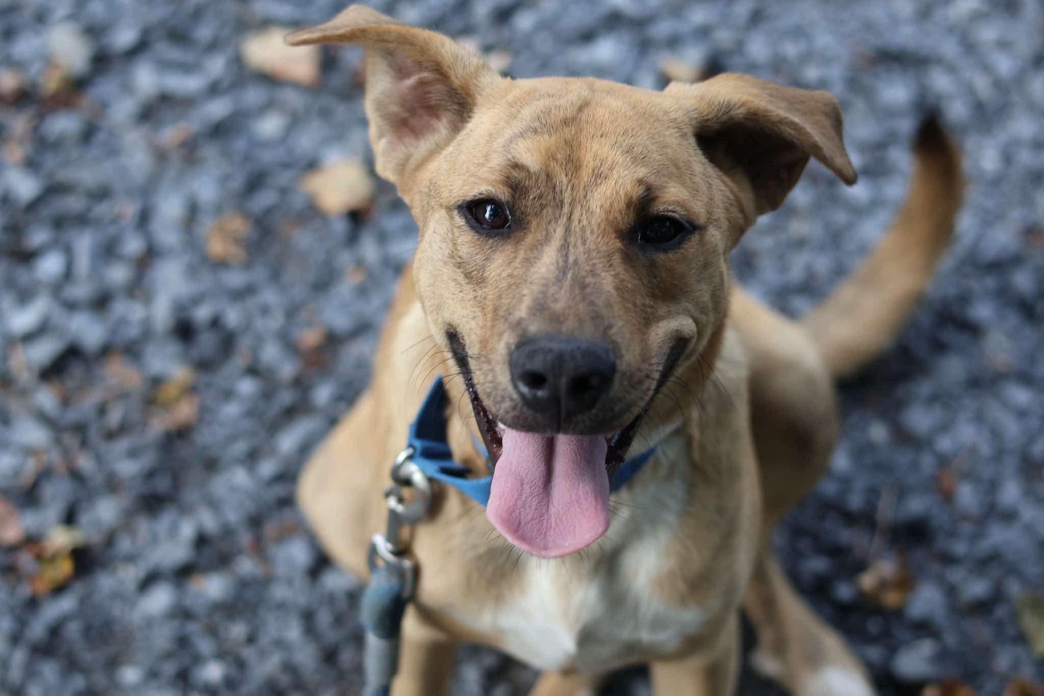 Enlarge Apollo, a Adoptable mixed breed in Argyle, NY image 2/6