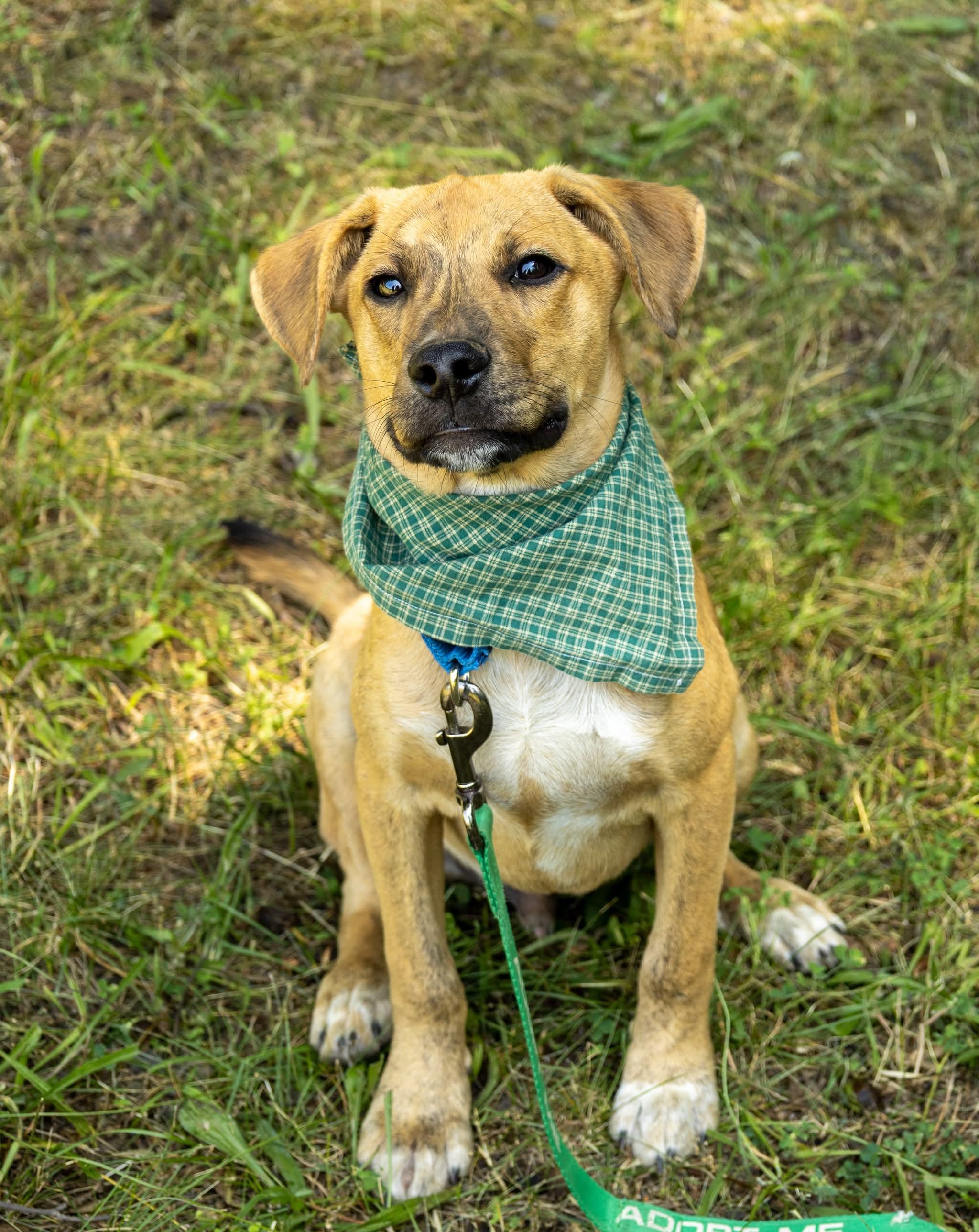Apollo, Adoptable, Puppy Male Mixed Breed.