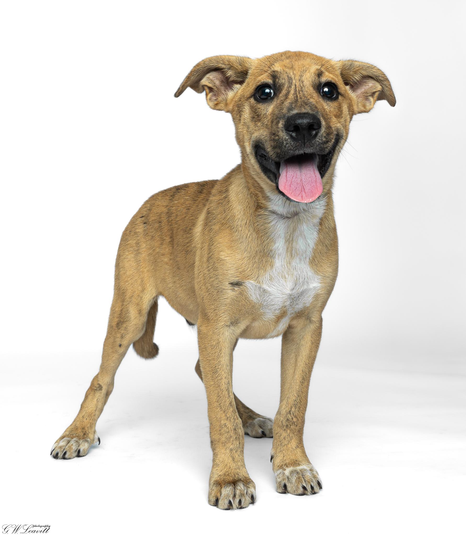 Enlarge Apollo, a Adoptable Mixed Breed in Argyle, NY image 2/6