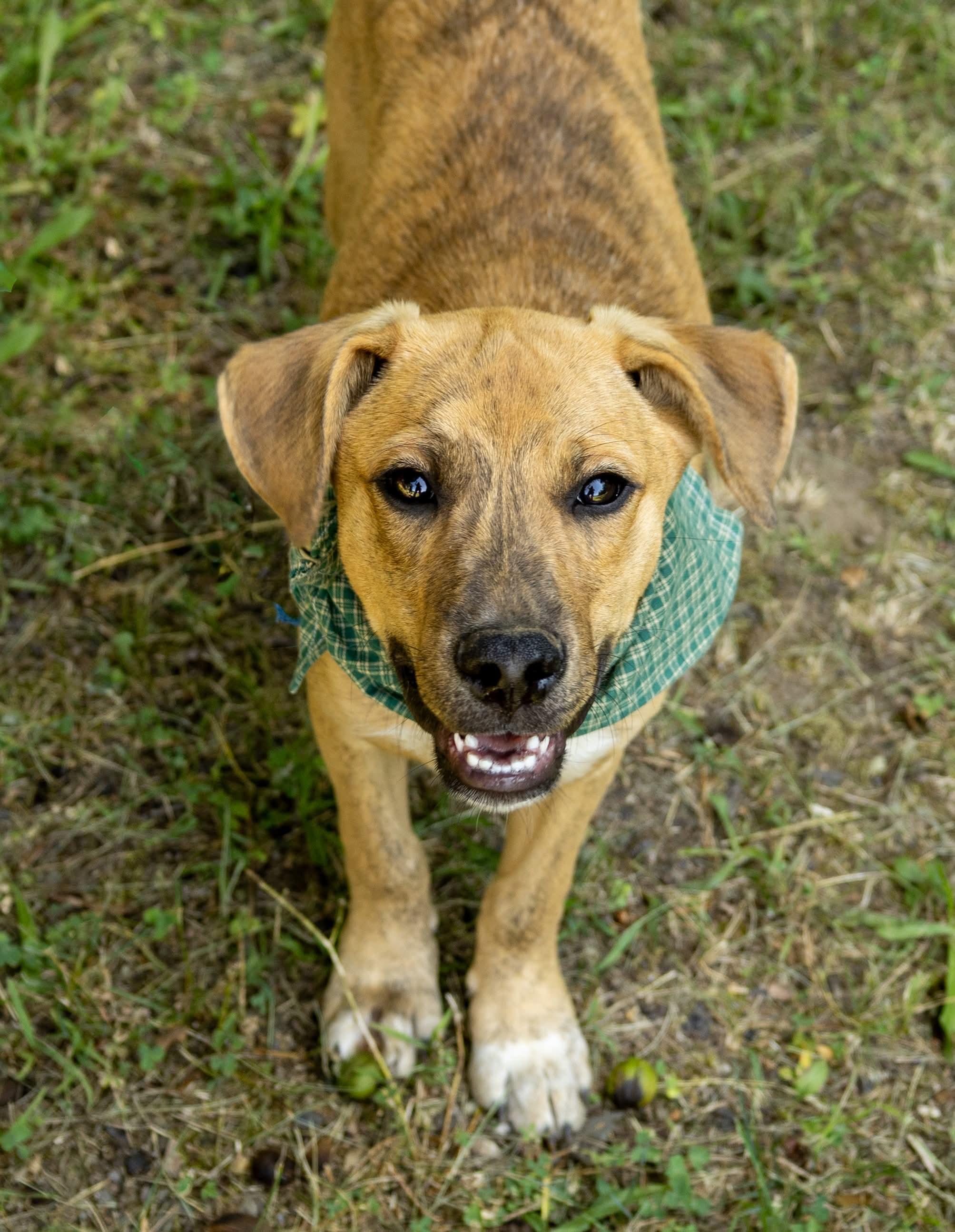 Enlarge Apollo, a Adoptable Mixed Breed in Argyle, NY image 5/6