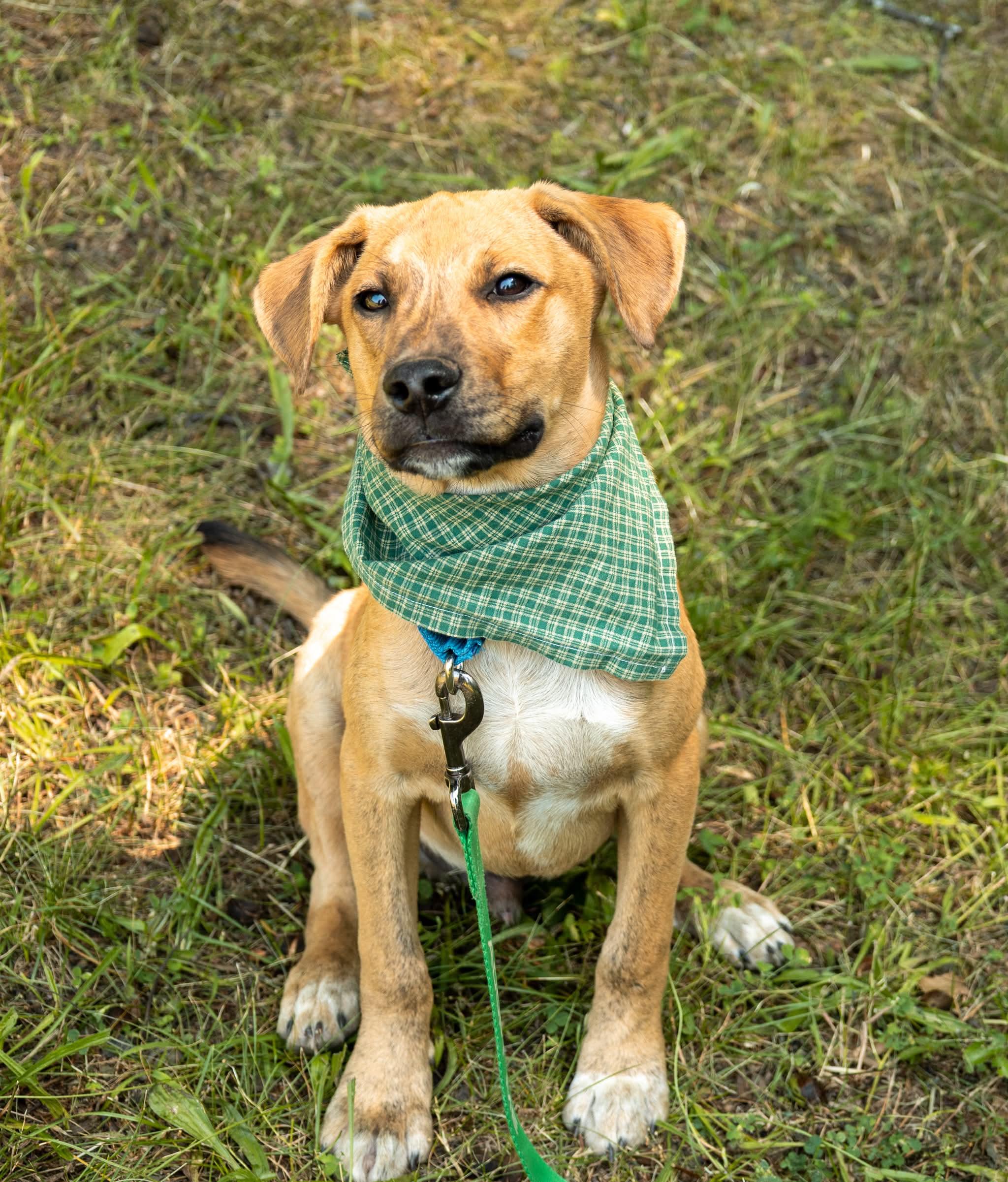 Enlarge Apollo, a Adoptable Mixed Breed in Argyle, NY image 6/6