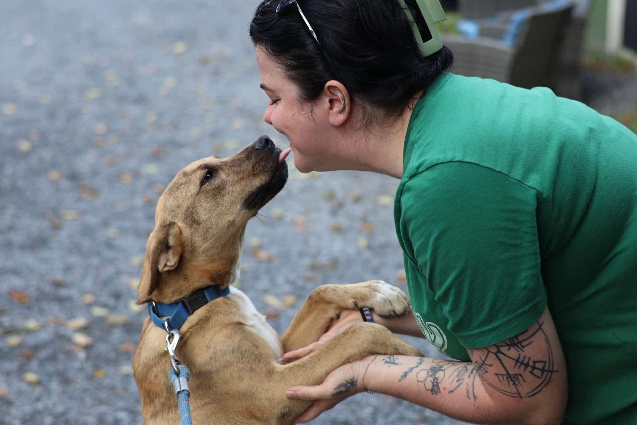 Enlarge Apollo, a Adoptable mixed breed in Argyle, NY image 4/6