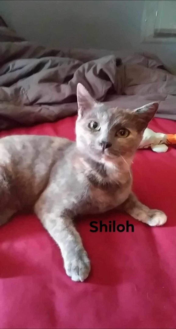 SHILOH, Baby Female Dilute Tortoiseshell