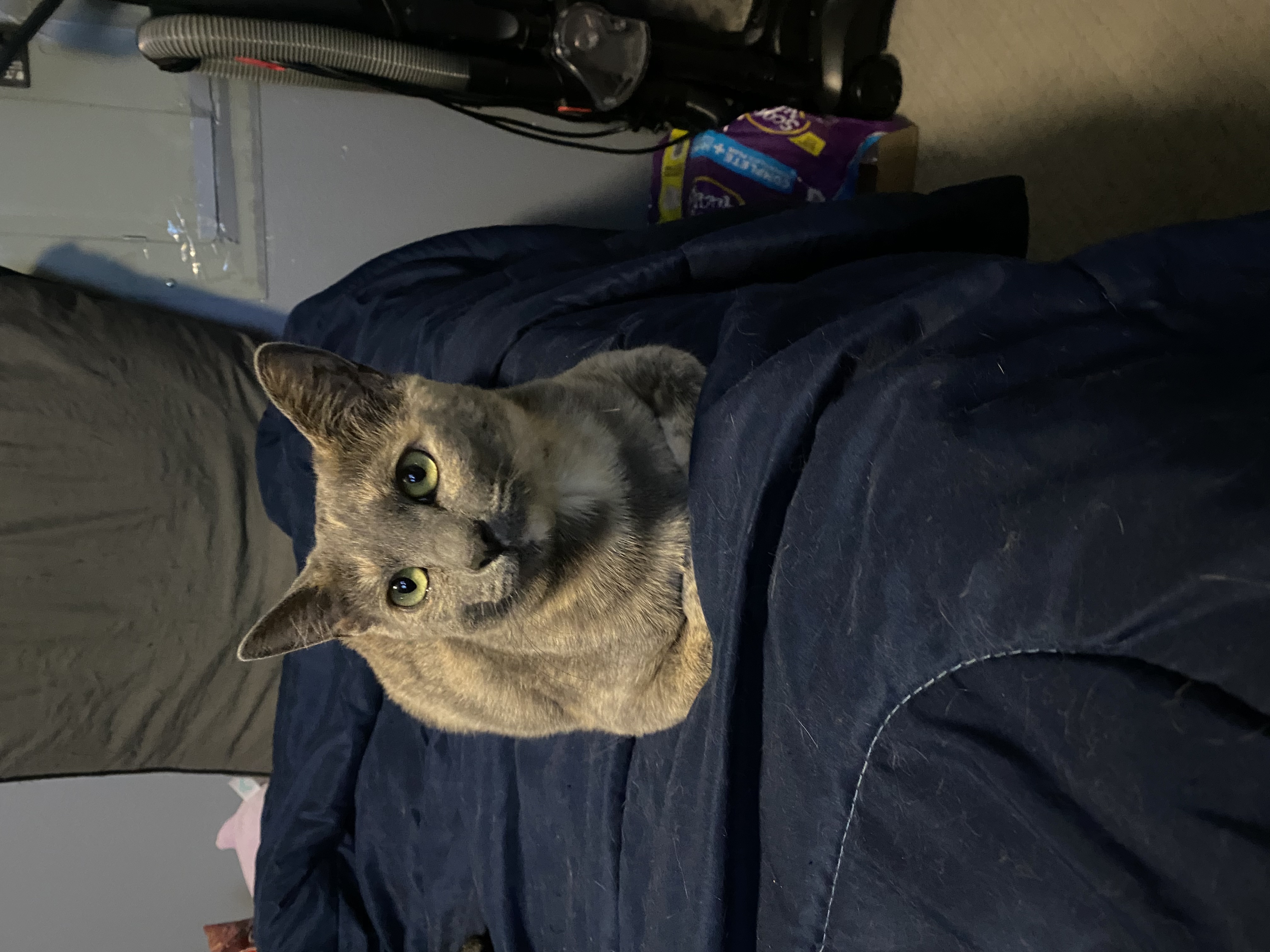 SHILOH, a Adoptable Dilute Tortoiseshell in Palmdale, CA image 2/3