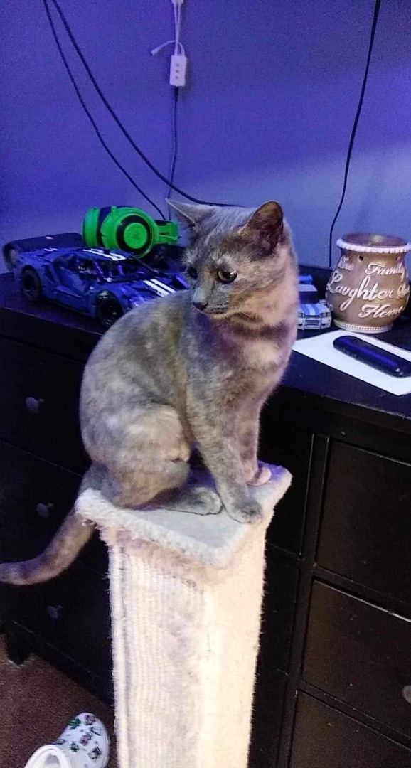 SHILOH, a Adoptable Dilute Tortoiseshell in Palmdale, CA image 3/3