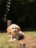 Enlarge Terra, a Adoptable mixed breed in Blue Springs, MO image 1/1