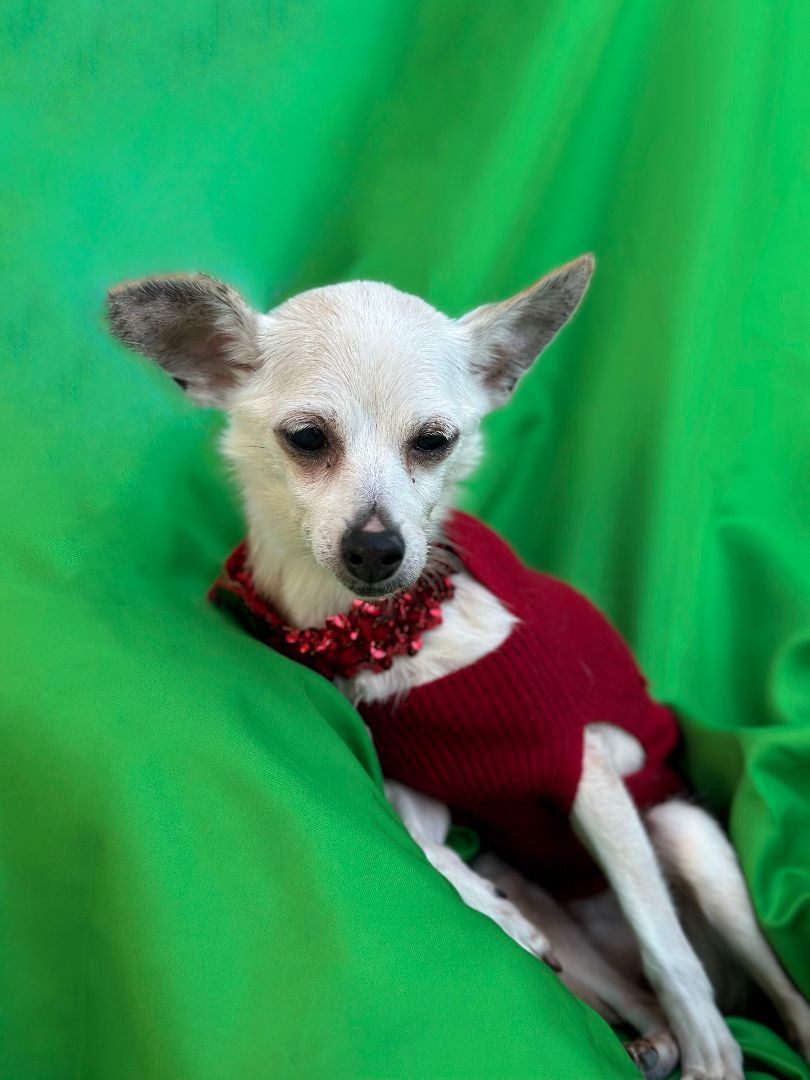 Enlarge Abigail, a Adoptable mixed breed in Rancho Palos Verdes, CA image 1/3