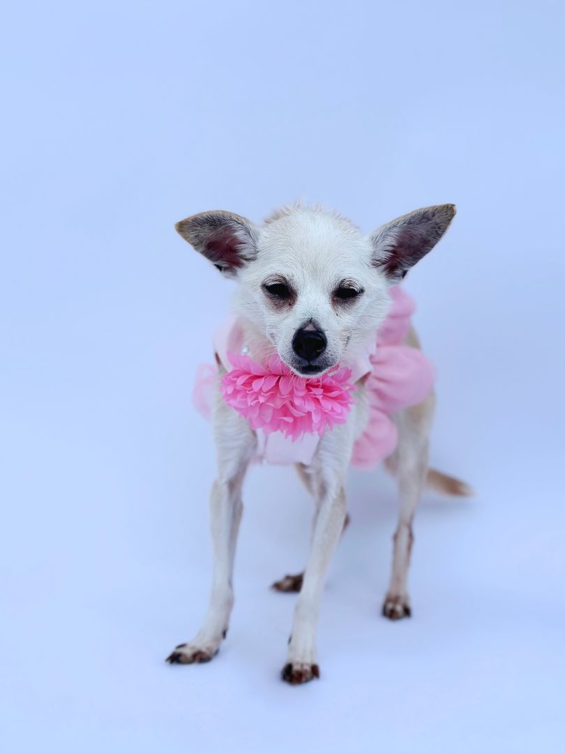 Enlarge Abigail, a Adoptable mixed breed in Rancho Palos Verdes, CA image 2/3