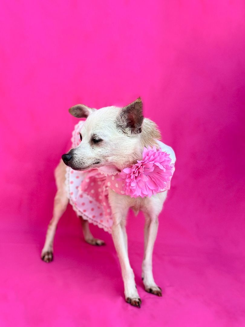 Enlarge Abigail, a Adoptable mixed breed in Rancho Palos Verdes, CA image 3/3