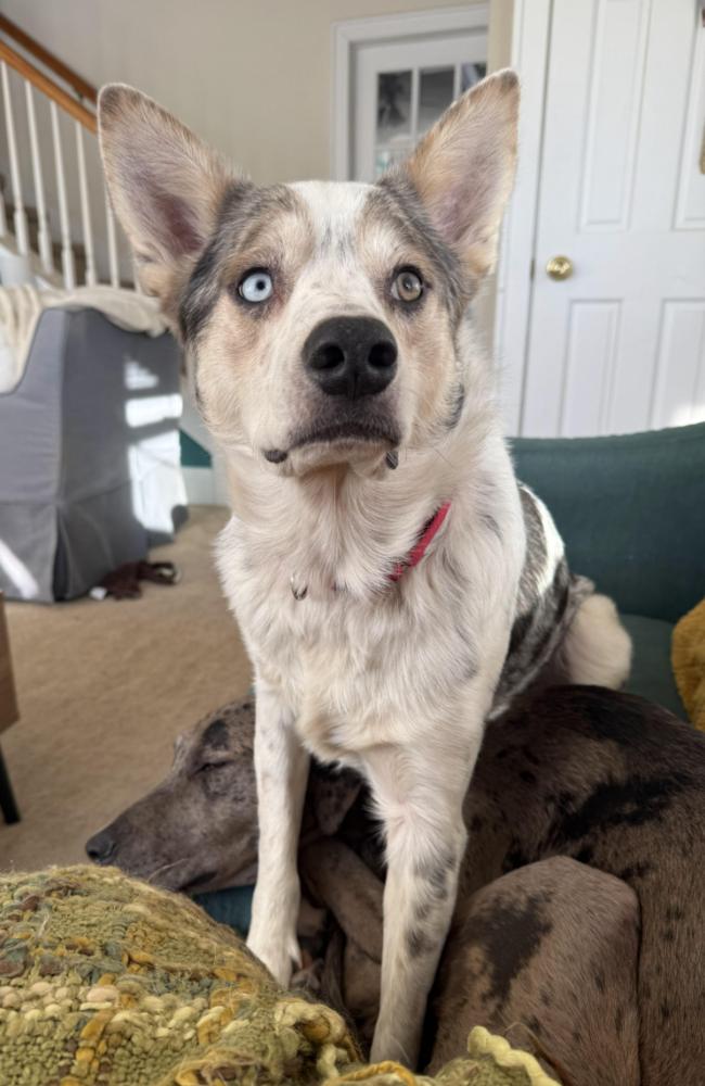 0975 Bently, Adoptable, Young Male Australian Shepherd & Border Collie.