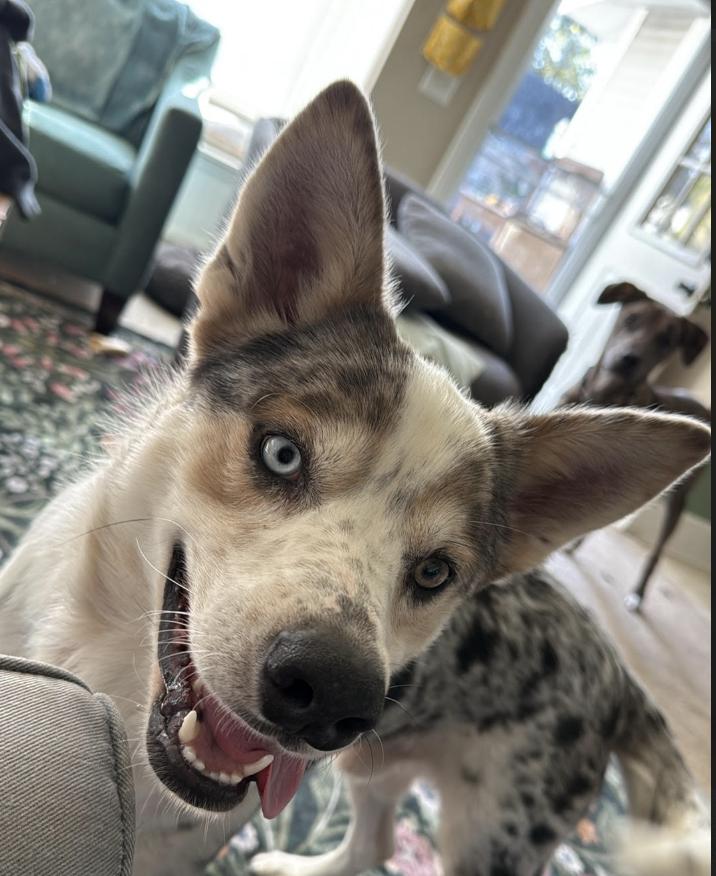 Enlarge 0975 Bently, a Adoptable mixed breed in Poynette, WI image 3/5