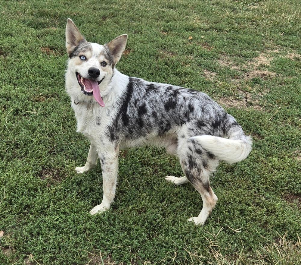 Enlarge 0975 Bently, a Adoptable mixed breed in Poynette, WI image 4/5