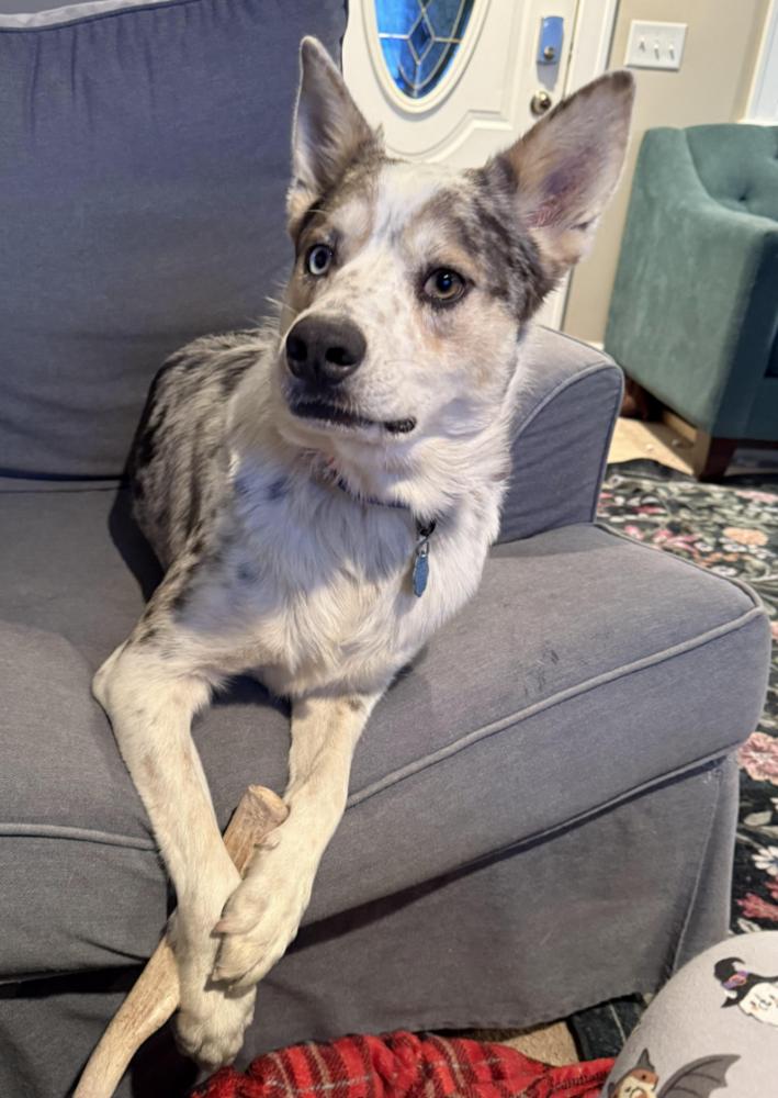 Enlarge 0975 Bently, a Adoptable mixed breed in Poynette, WI image 5/5