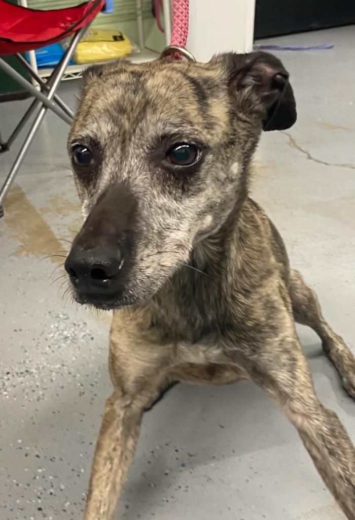 LUCY, Adoptable, Young Female Greyhound & Whippet.