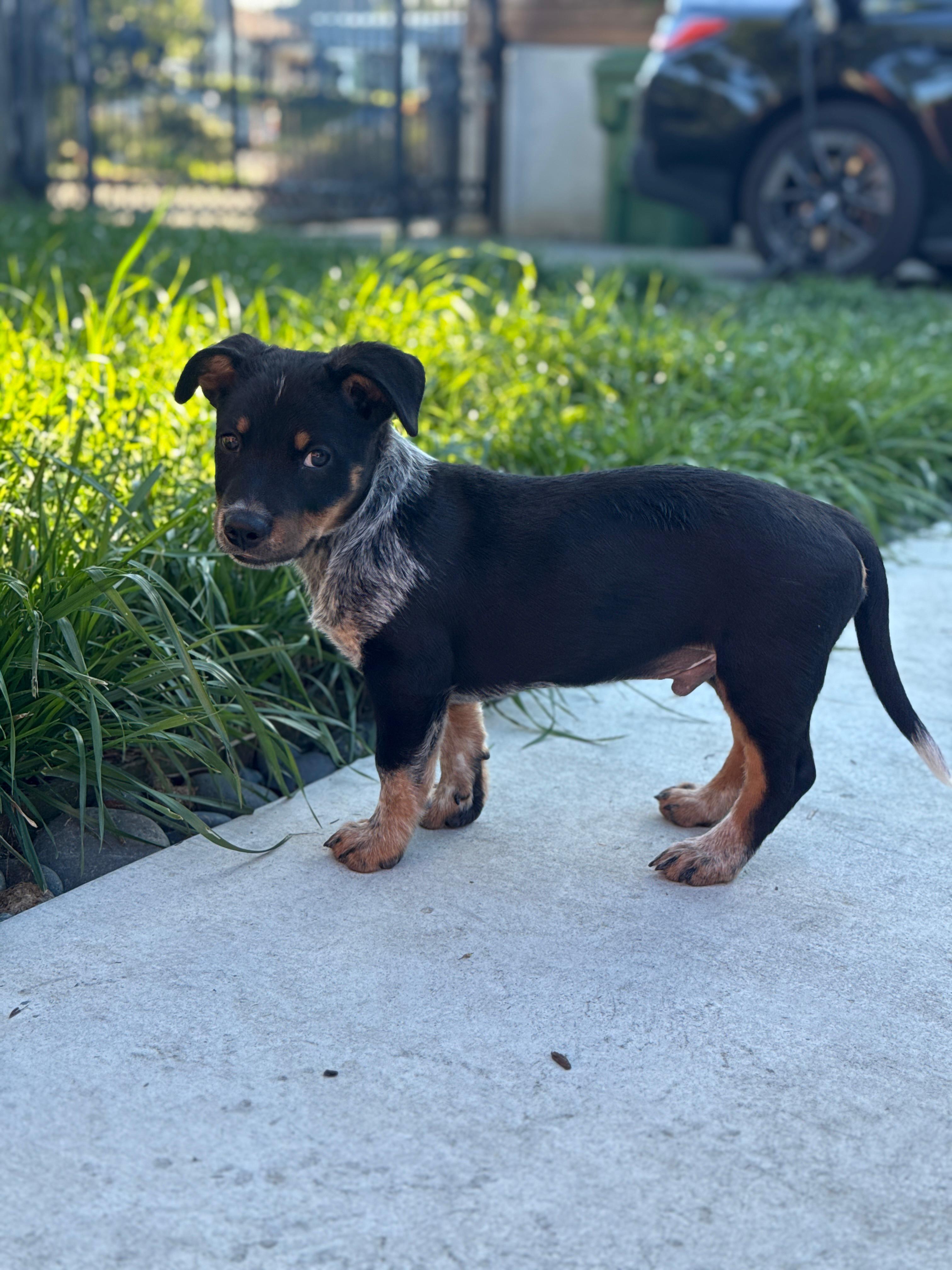 Enlarge Quinn, an adopted Australian Cattle Dog / Blue Heeler in Los Angeles, CA image 4/6