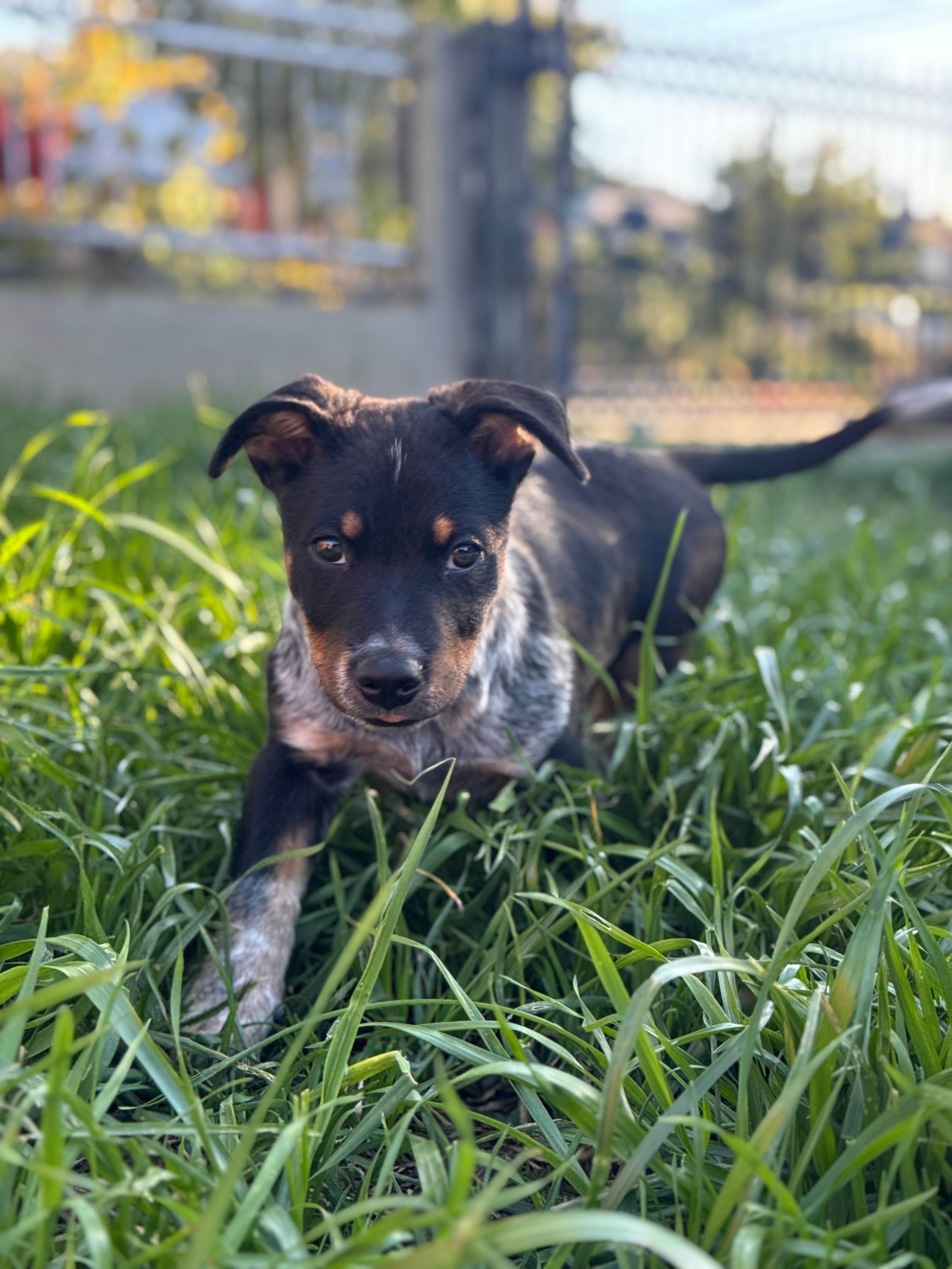 Enlarge Quinn, an adopted Australian Cattle Dog / Blue Heeler in Los Angeles, CA image 5/6