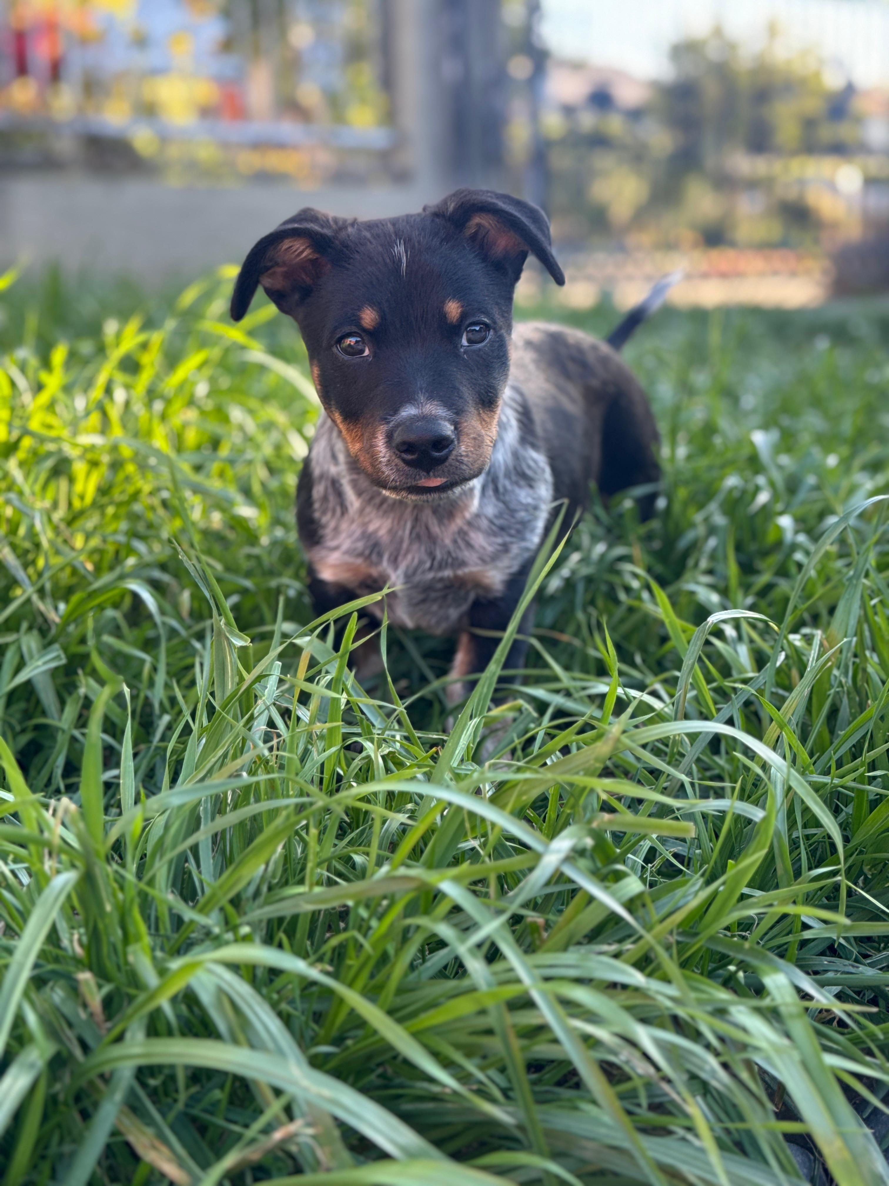 Enlarge Quinn, an adopted Australian Cattle Dog / Blue Heeler in Los Angeles, CA image 3/6