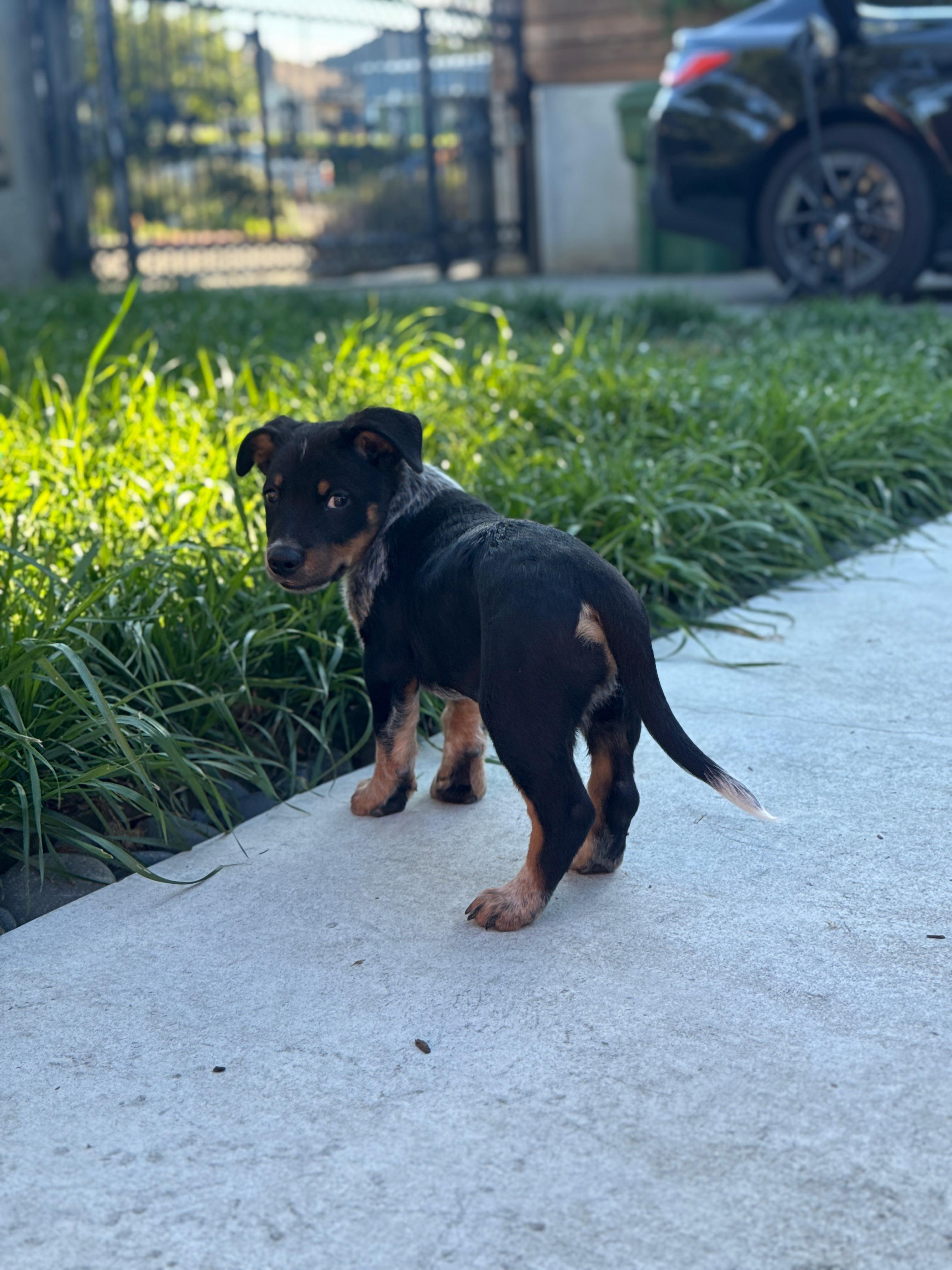 Enlarge Quinn, an adopted Australian Cattle Dog / Blue Heeler in Los Angeles, CA image 6/6