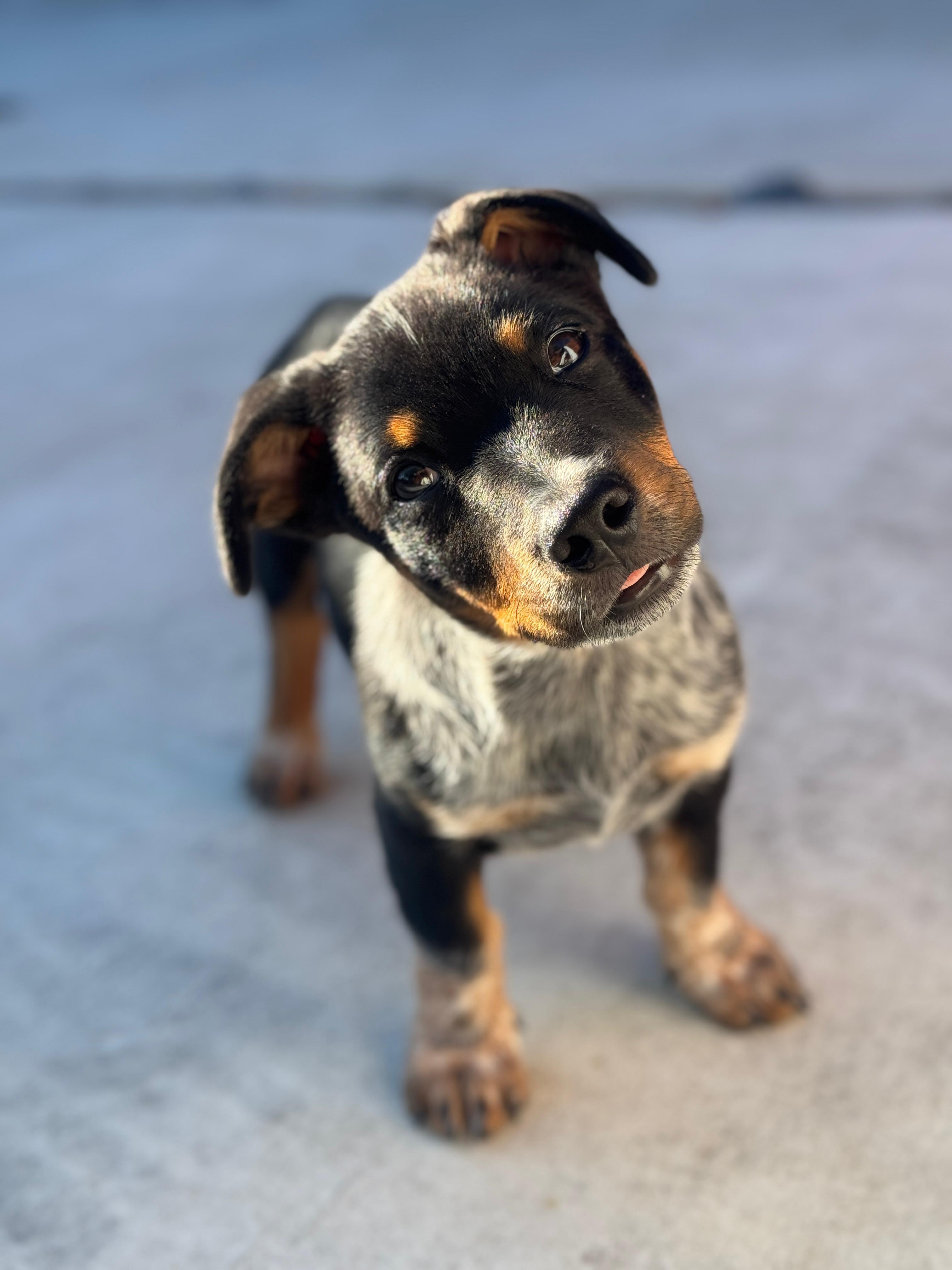 Enlarge Quinn, an adopted Australian Cattle Dog / Blue Heeler in Los Angeles, CA image 1/6