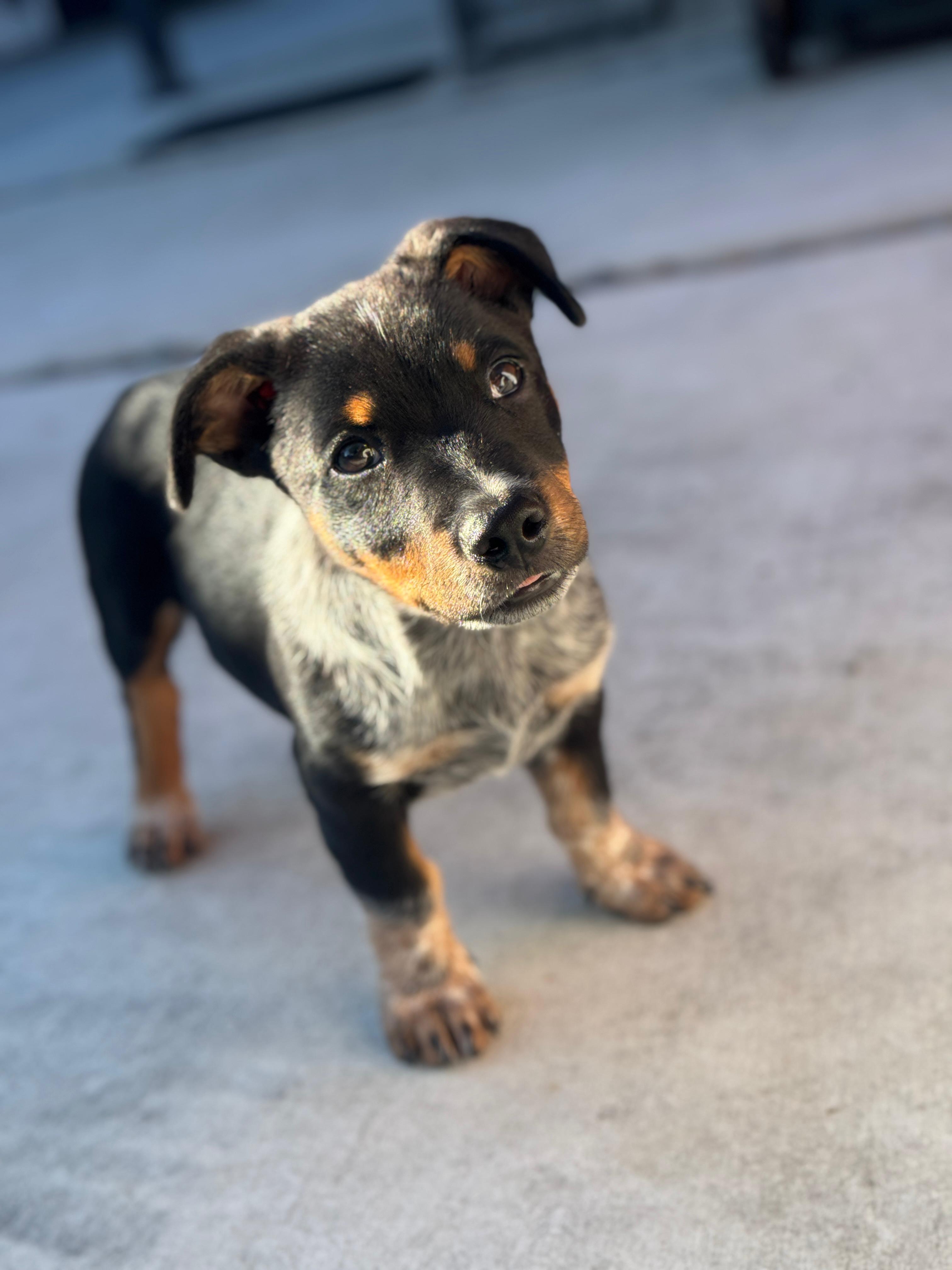 Enlarge Quinn, an adopted Australian Cattle Dog / Blue Heeler in Los Angeles, CA image 2/6
