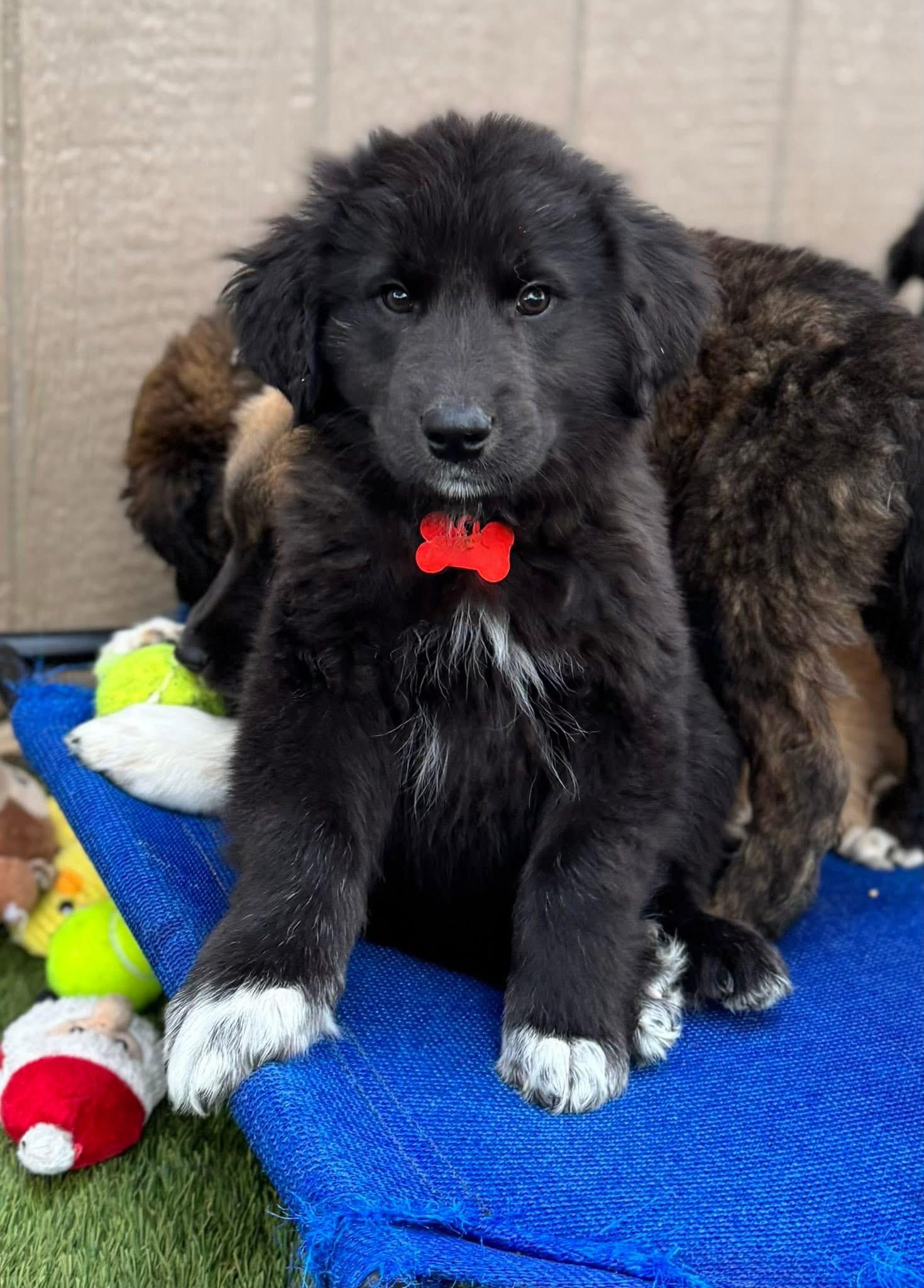 Squints, adopted, Puppy Male Great Pyrenees & Border Collie.