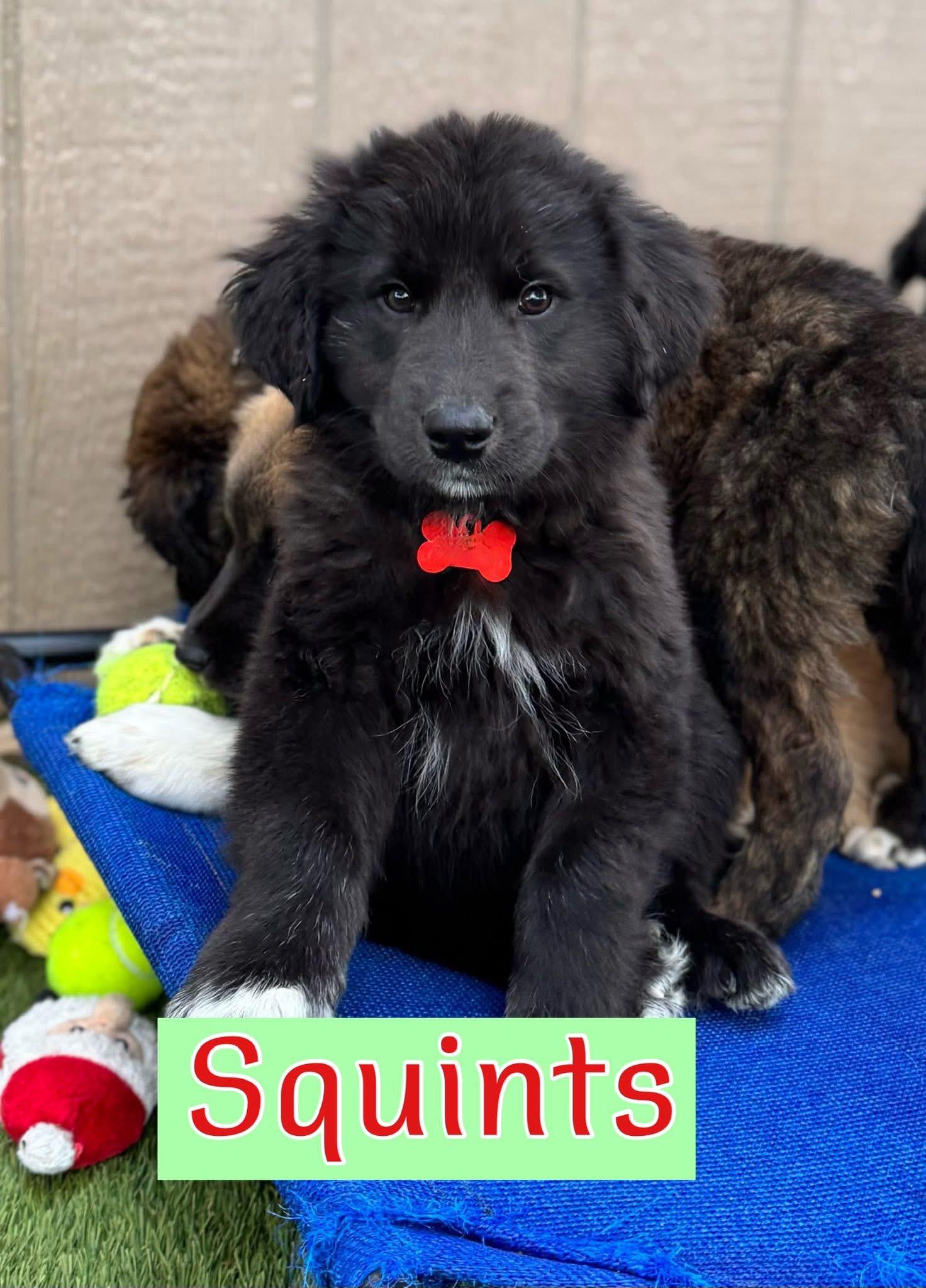 Enlarge Squints, an adopted mixed breed in Keller, TX image 2/2