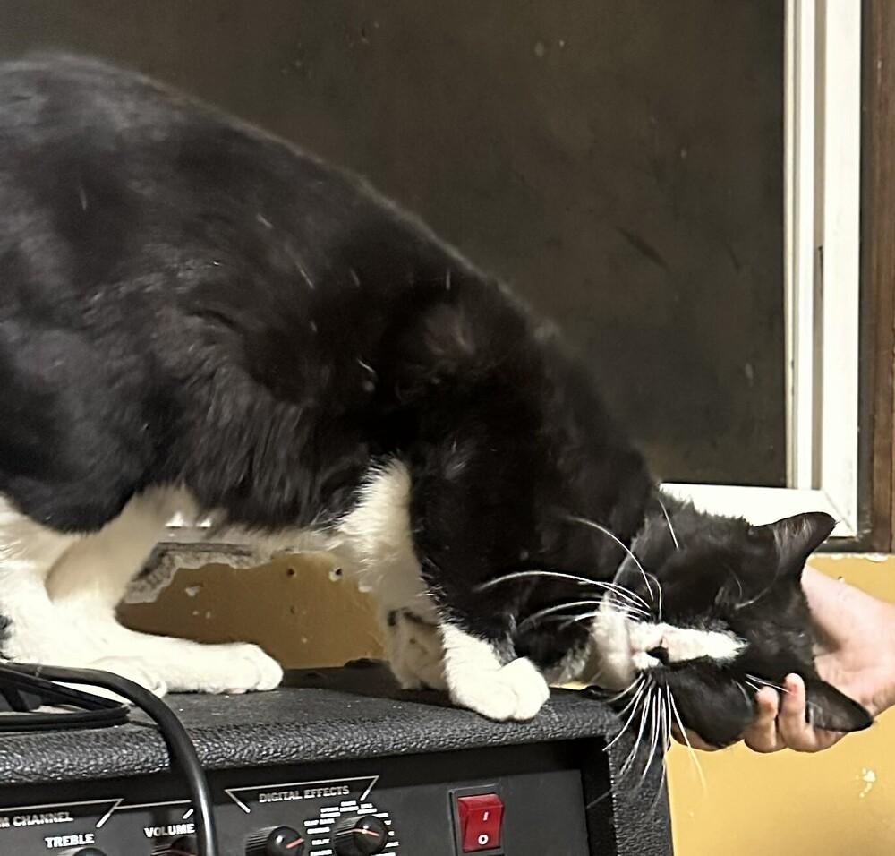 Spunk (Luther), Adoptable, Adult Male Domestic Short Hair.