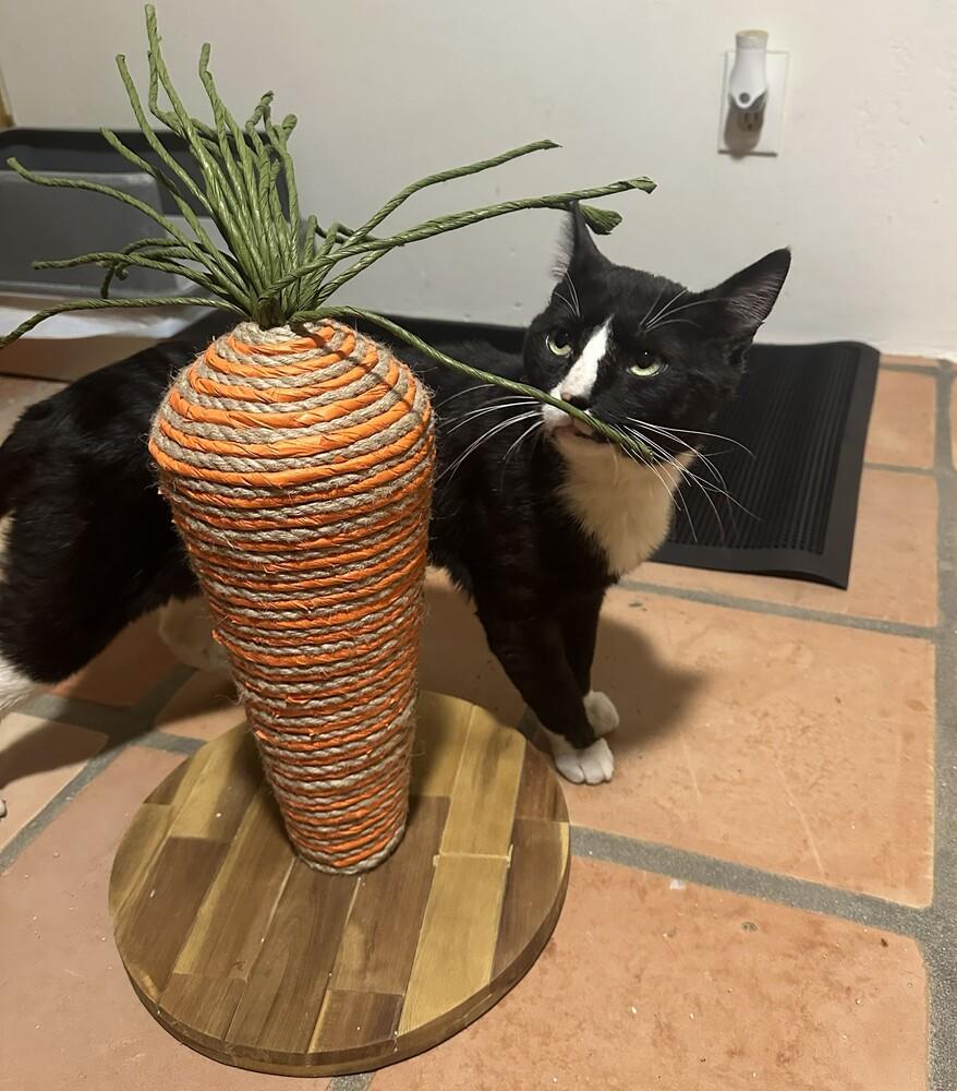 Enlarge Spunk (Luther), a Adoptable Domestic Short Hair in Bonita, CA image 2/2