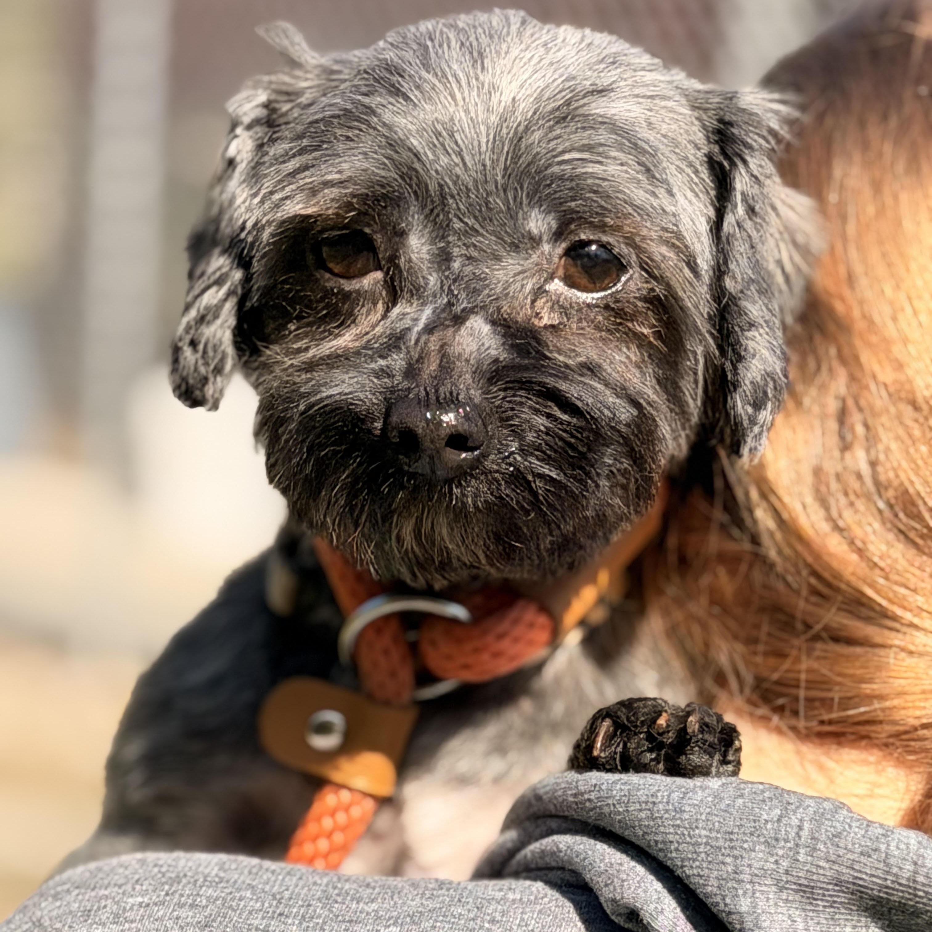 Enlarge NIka, a ADOPTABLE mixed breed in Sparta, NJ image 4/6