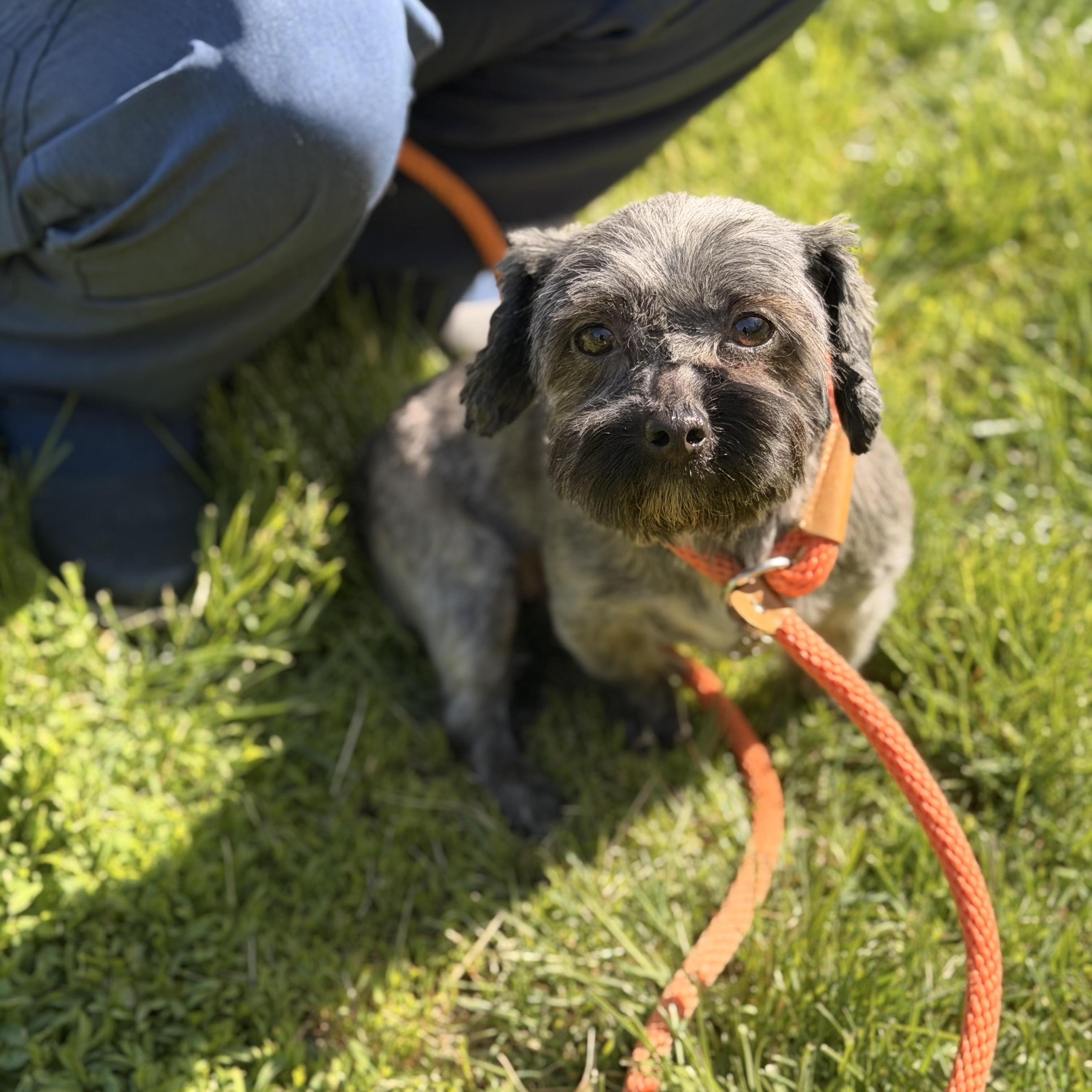 Enlarge NIka, a ADOPTABLE mixed breed in Sparta, NJ image 5/6