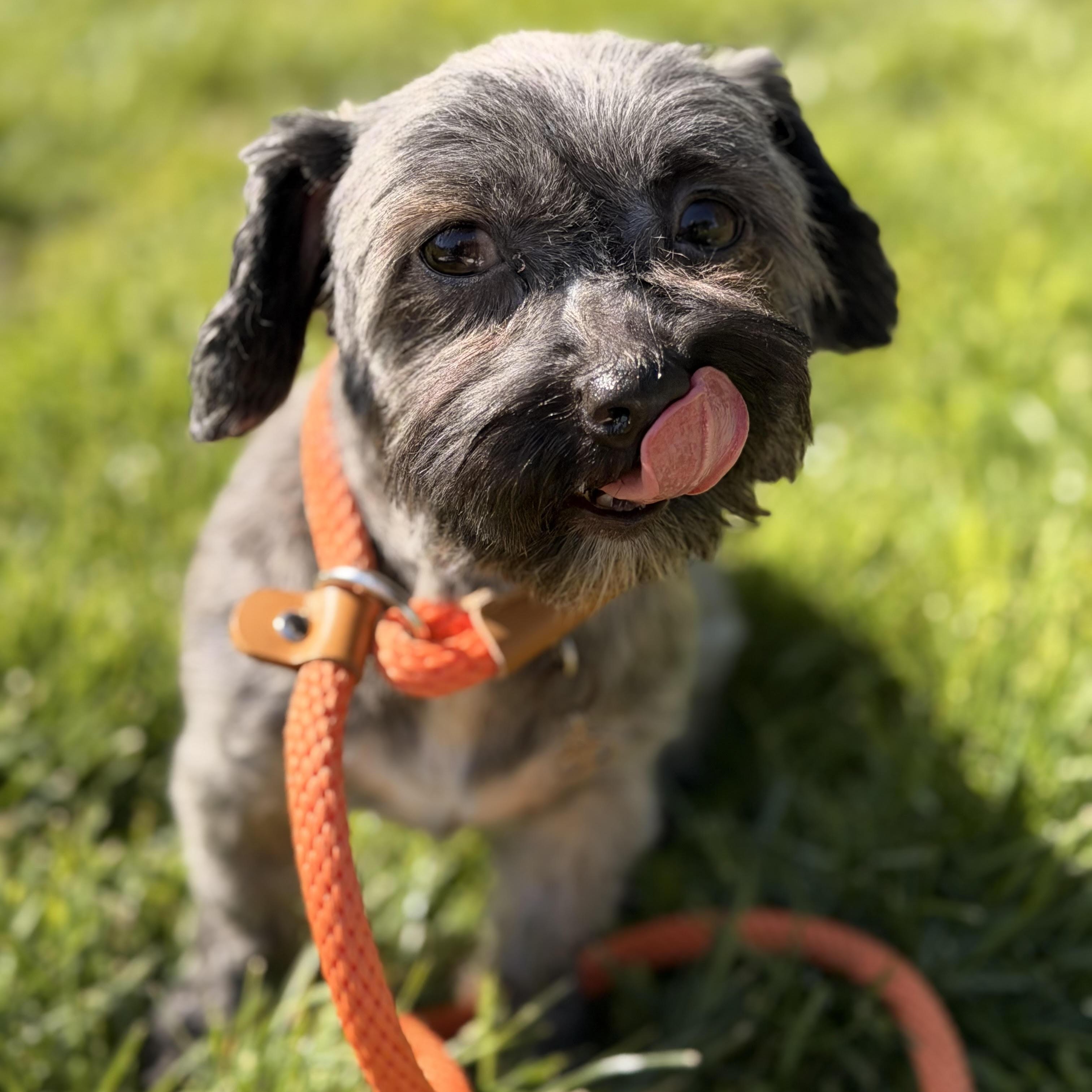 Enlarge NIka, a ADOPTABLE mixed breed in Sparta, NJ image 6/6