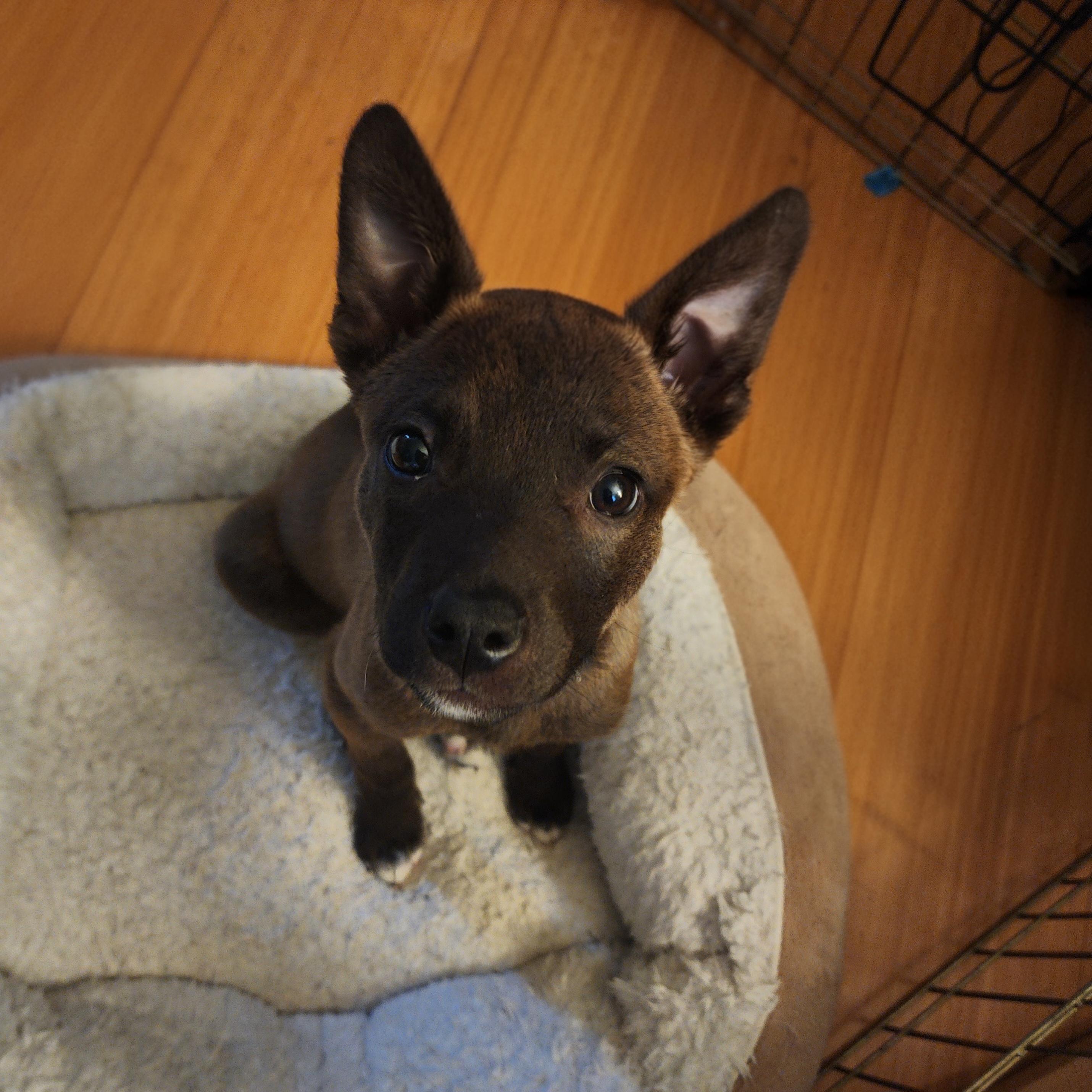 Thelma, adoptable, Puppy Female Belgian Shepherd / Malinois.