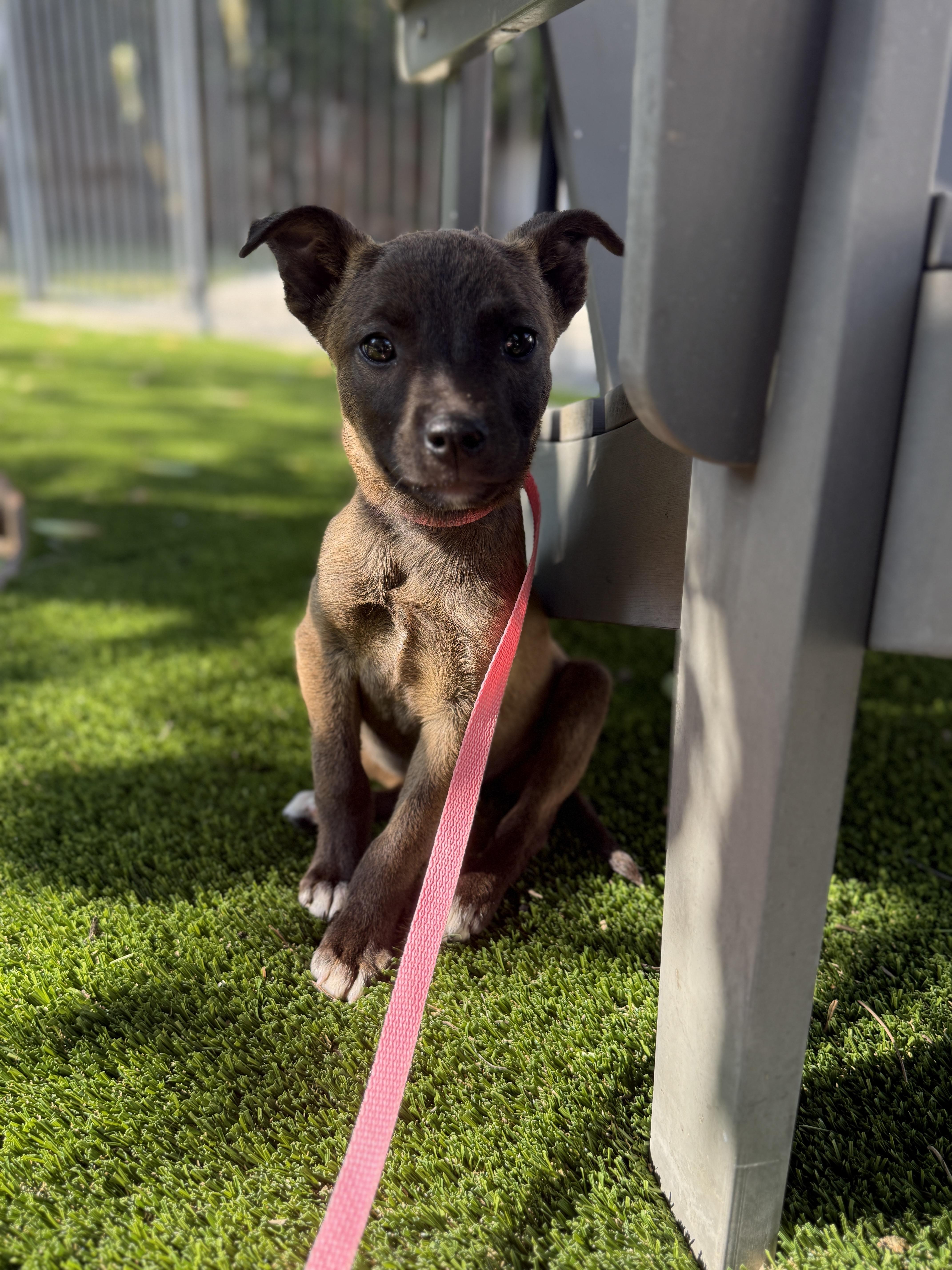 Enlarge Thelma, an adoptable mixed breed in Los Angeles, CA image 2/4