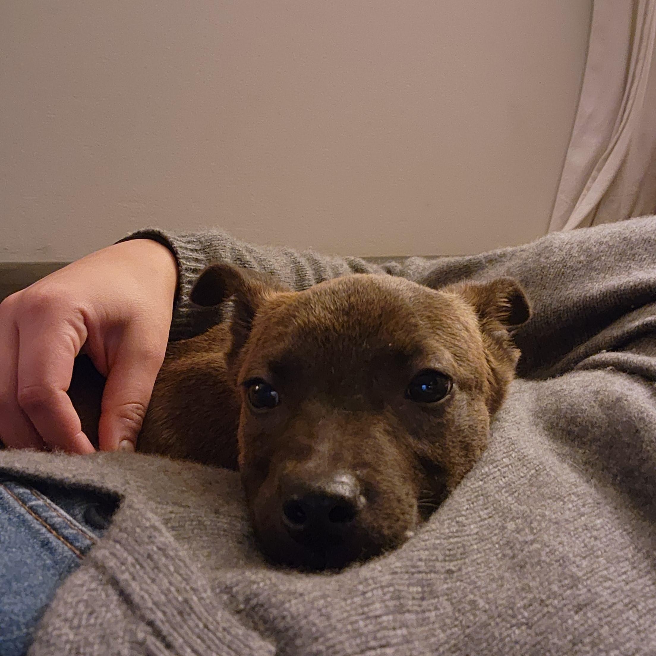 Enlarge Thelma, an adoptable mixed breed in Los Angeles, CA image 3/4